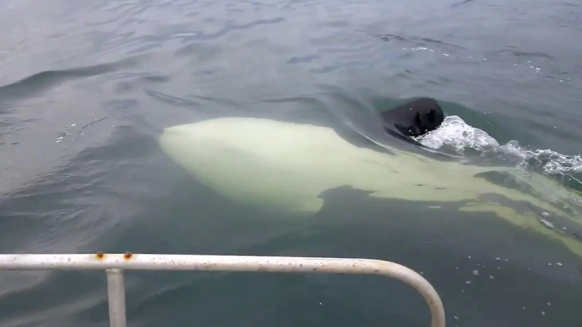 Orca Wale erschrecken Angler.jpg