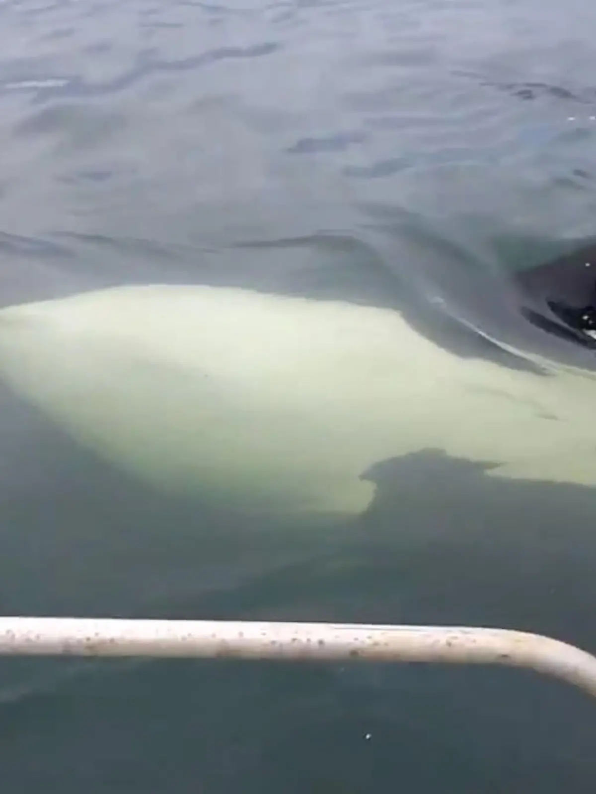 Orca Wale erschrecken Angler.jpg