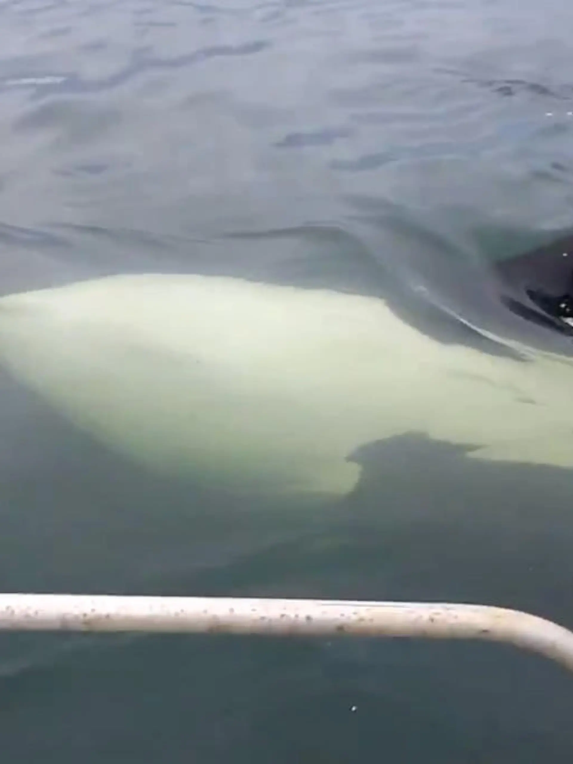 Orca Wale erschrecken Angler.jpg