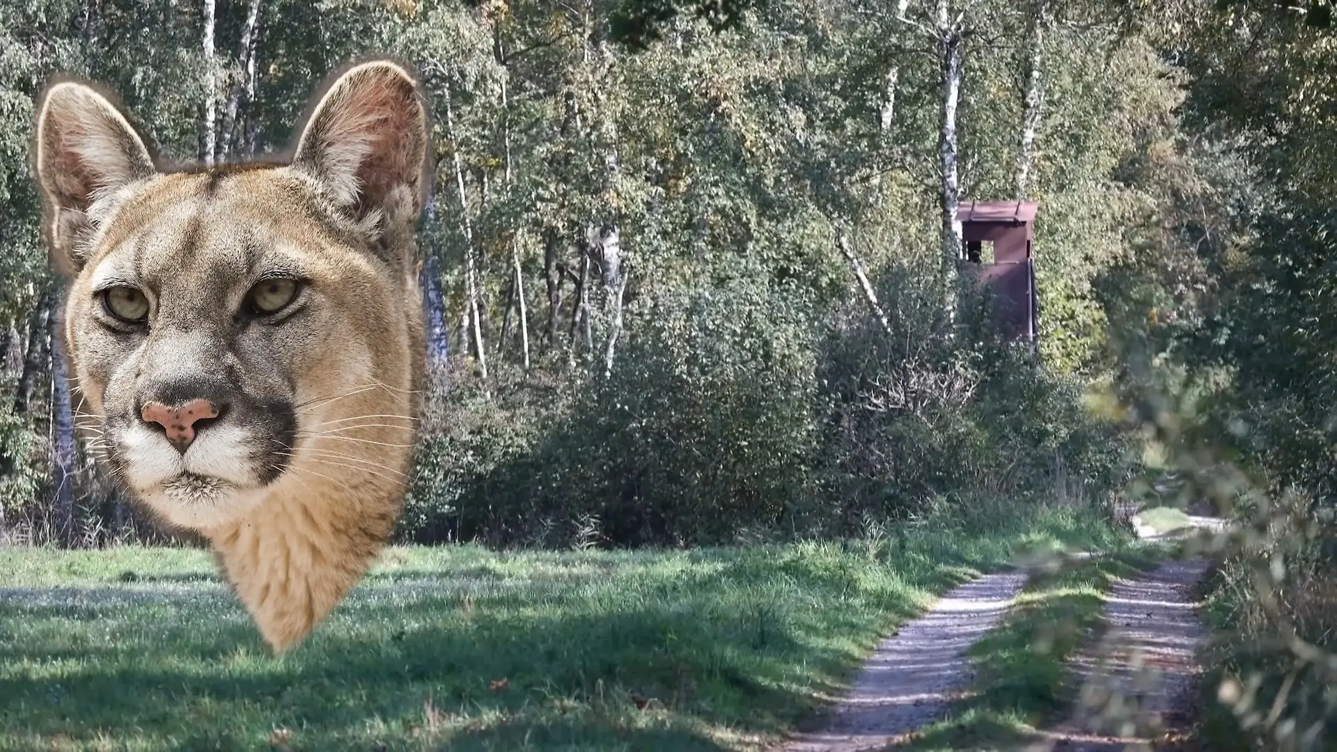 Woher könnte das Raubtier kommen? PETA-Wildtierxperte hat brisanten Verdacht Nach angeblicher Puma-Sichtung!