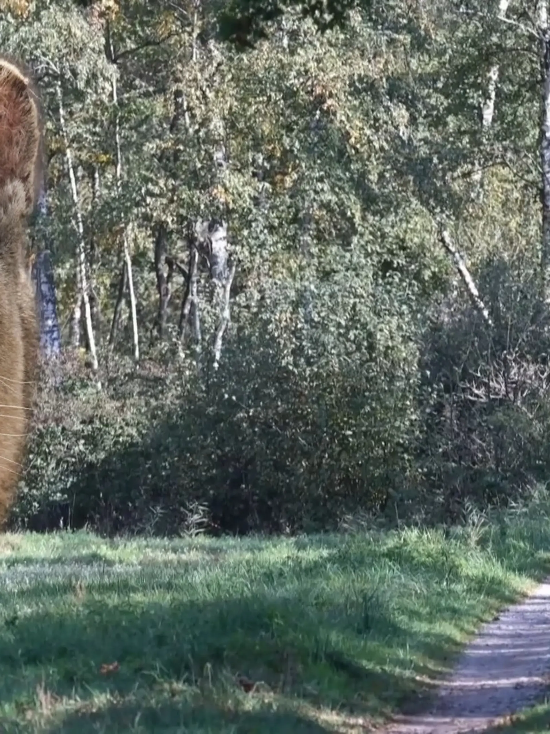 Bild zu: "Woher könnte das Raubtier kommen? PETA-Wildtierxperte hat brisanten Verdacht"