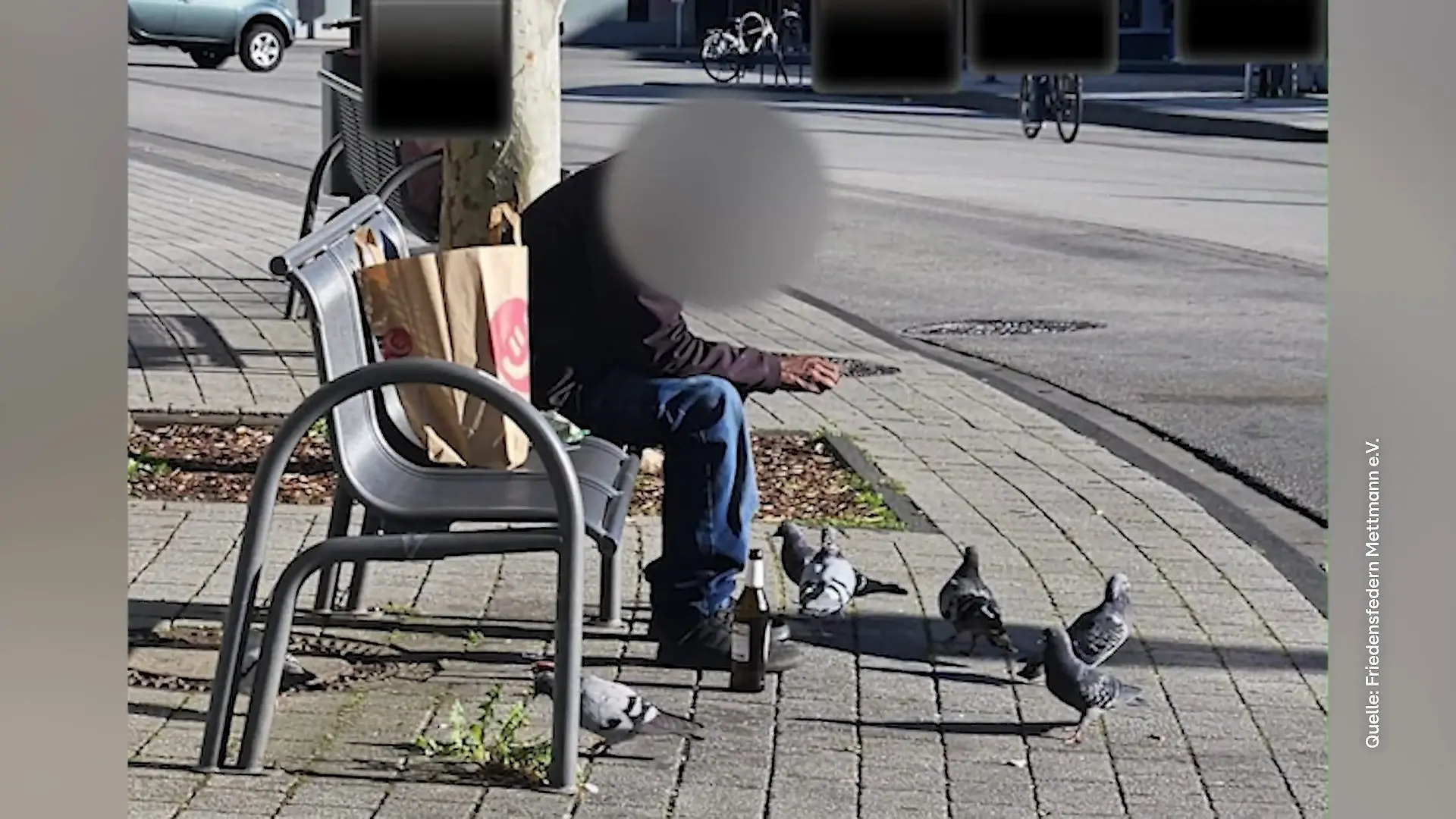 Mann soll Tauben angelockt und eingefangen haben Tierschützer schlagen Alarm