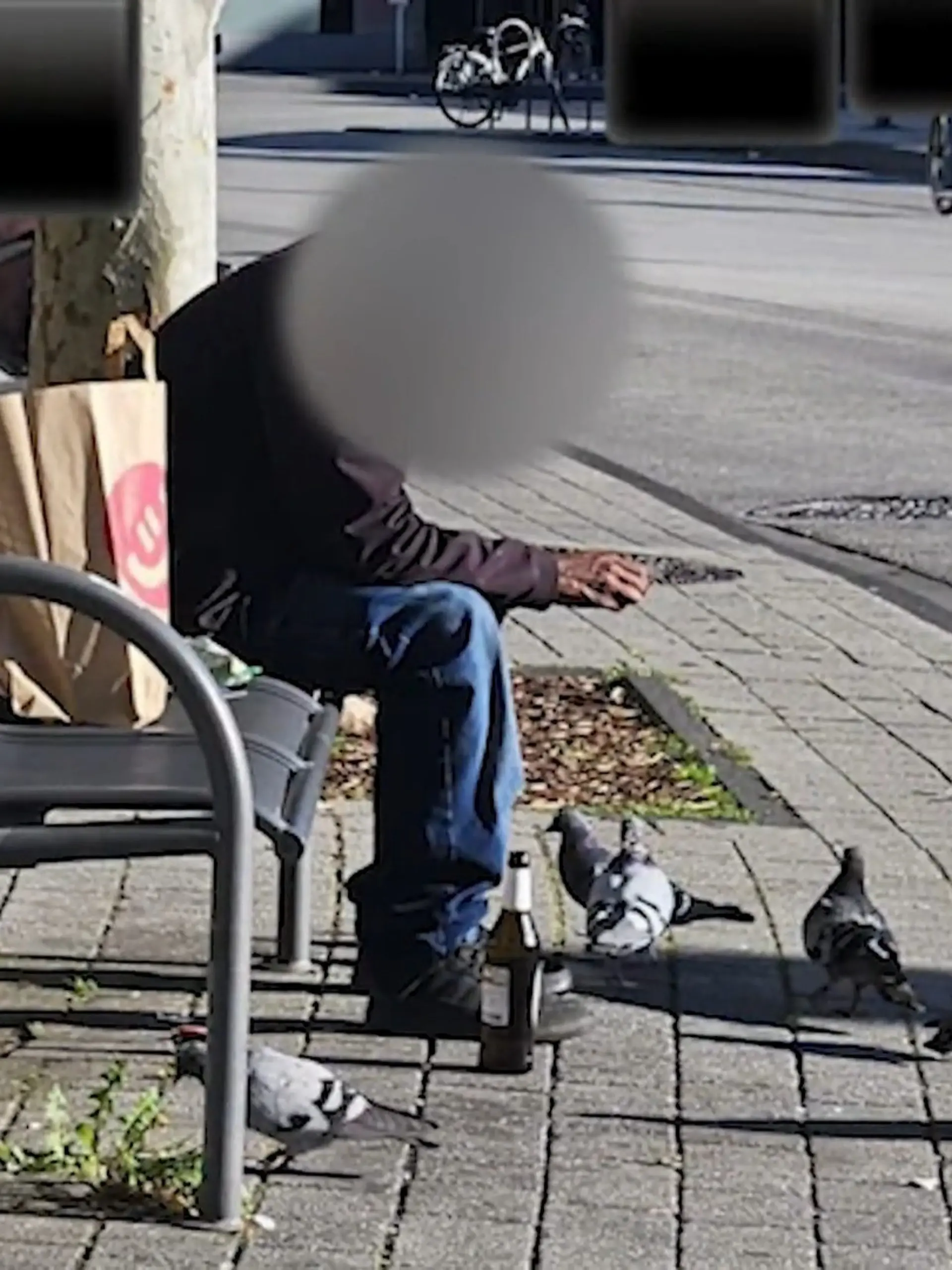 Bild zu: "Mann soll Tauben angelockt und eingefangen haben"