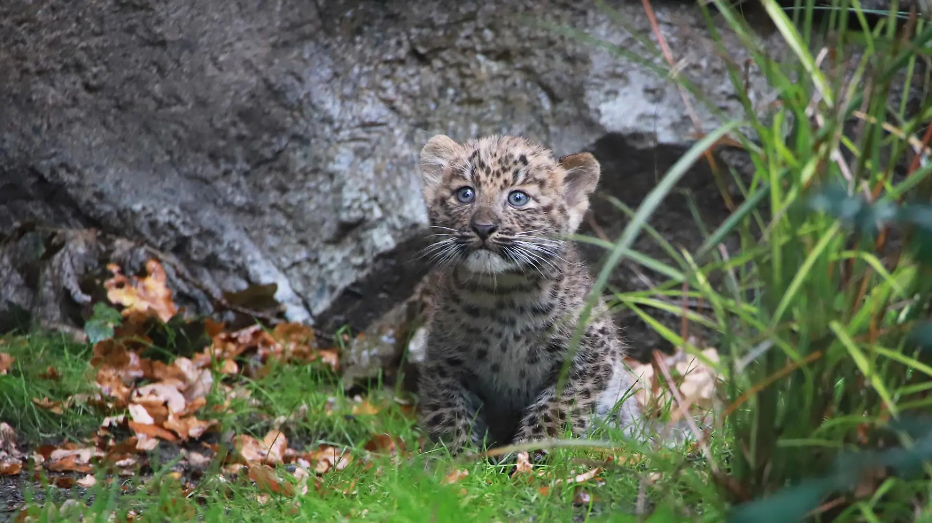 epi_1086692933___Leopardenjungtier im.jpg