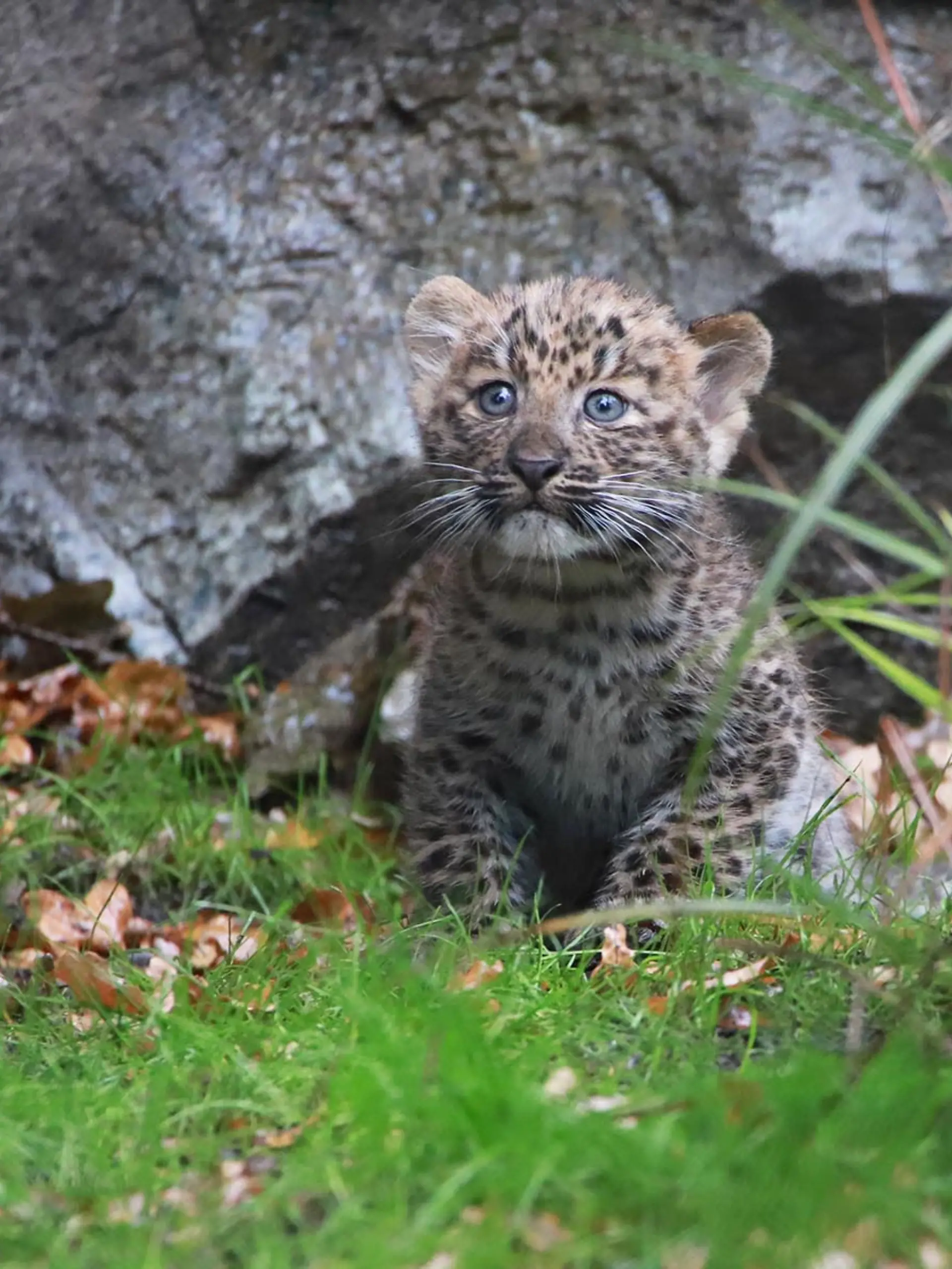 Bild zu: "Leoparden-Nachwuchs im Tierpark Hagenbeck − aber wie soll die Kleine heißen?"