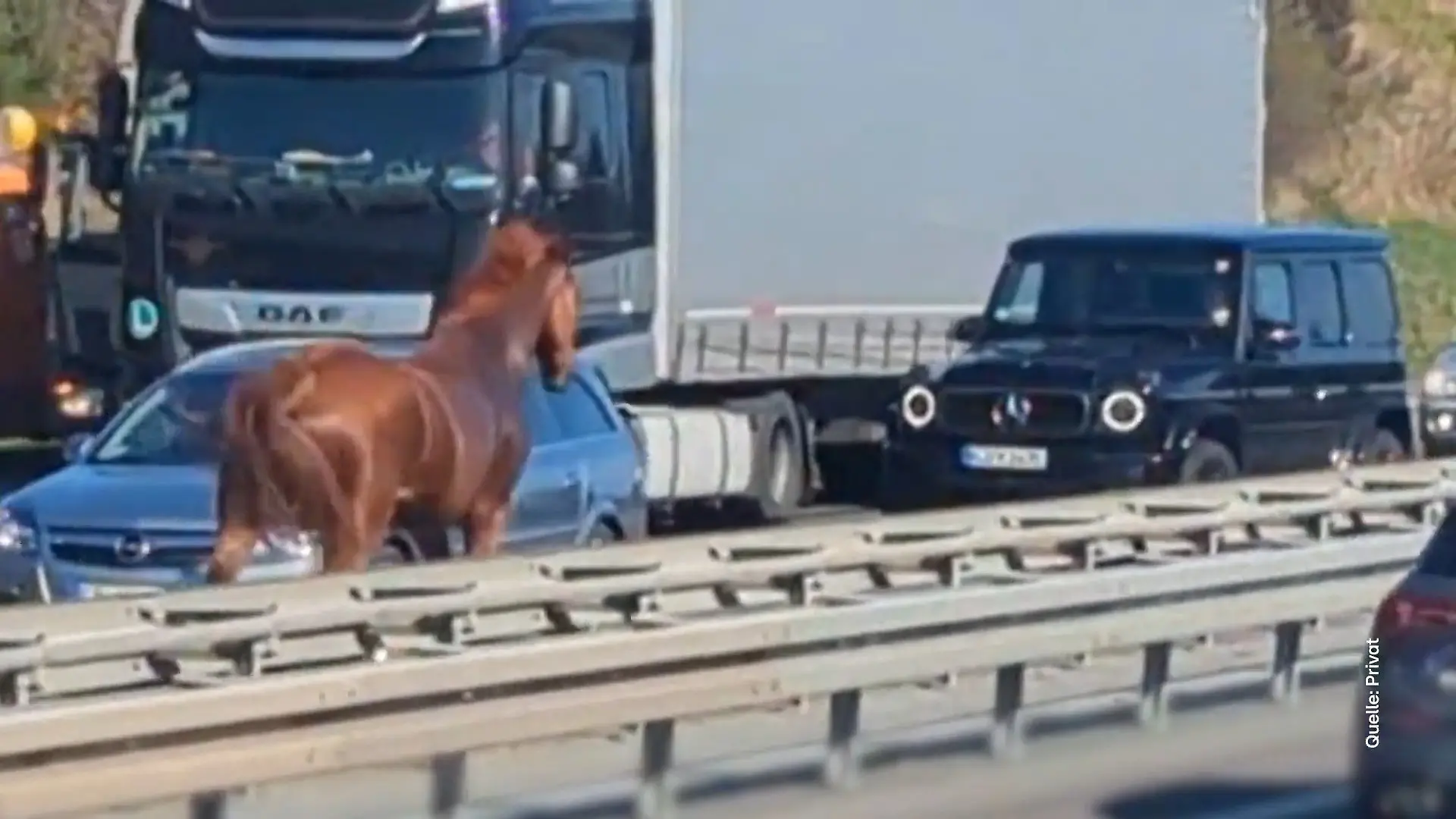 Ohne Sattel und Reiter: Pferd sorgt für Aufregung Ungewöhnlicher Einsatz auf der A2