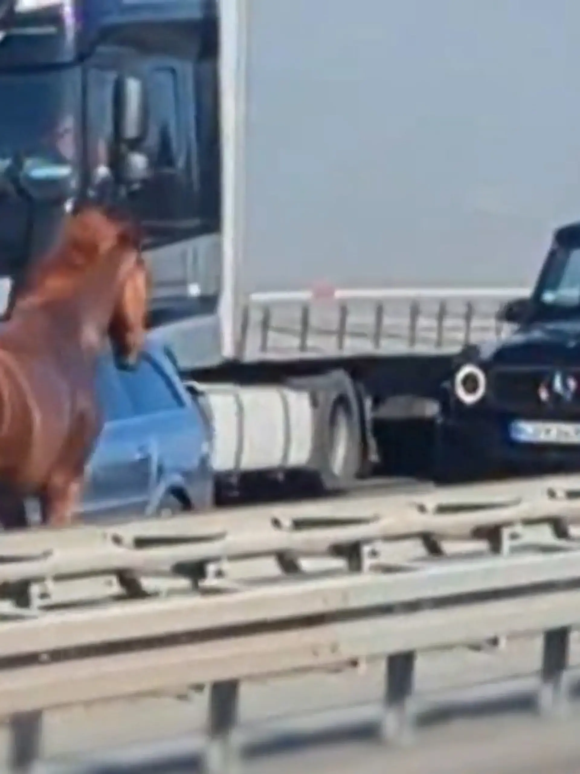 Bild zu: "Ohne Sattel und Reiter: Pferd sorgt für Aufregung"