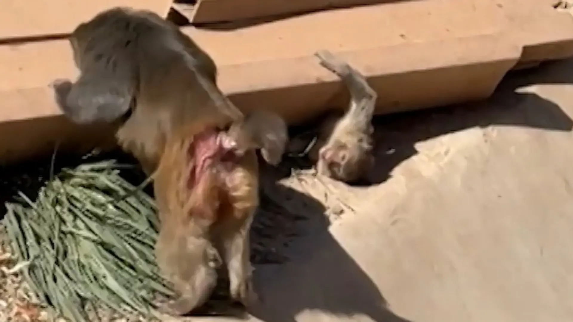 Brücke im Zoo stürzt ein! Affe unter Trümmern gefangen – Artgenosse eilt sofort zur Hilfe Vor den Augen der Besucher