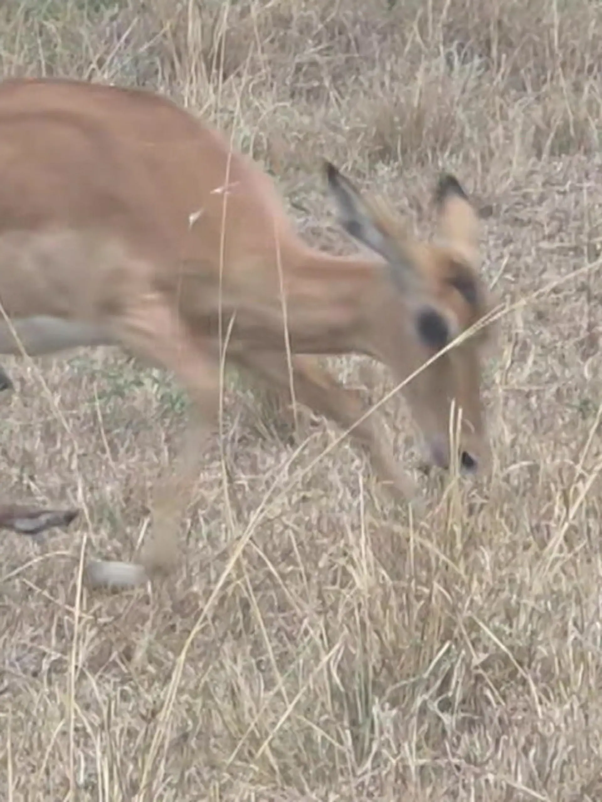 Bild zu: "Mutterliebe bis zum Schluss! Impala-Mama kämpft verzweifelt um ihr Junges"