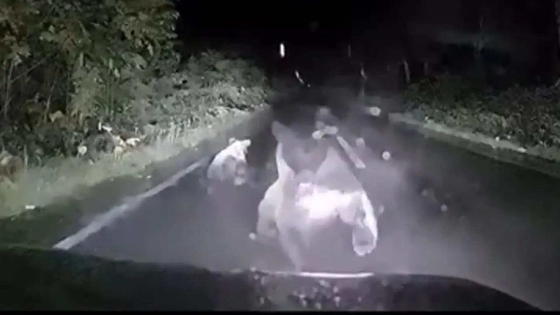 Frau auf Heimweg angegriffen – Bär wirft sich plötzlich auf Motorhaube! Gefährliche Attacke auf Landstraße
