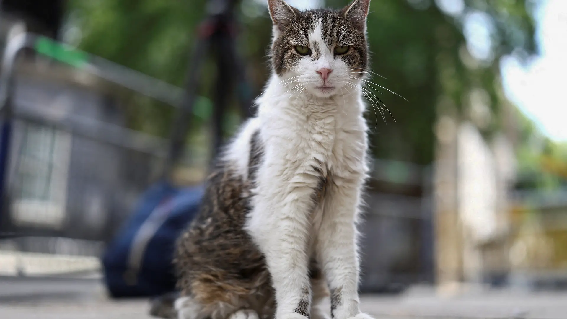 Larry the Downing Street cat poses for a photo in Westminster as Britain's Prime minister Keir Starmer has vowed to fight any challenge after Andy Burnham's decisive victory in the Makerfield by-election, in London, Britain, June 21, 2026. REUTERS/Toby Shepheard  REFILE - QUALITY REPEAT