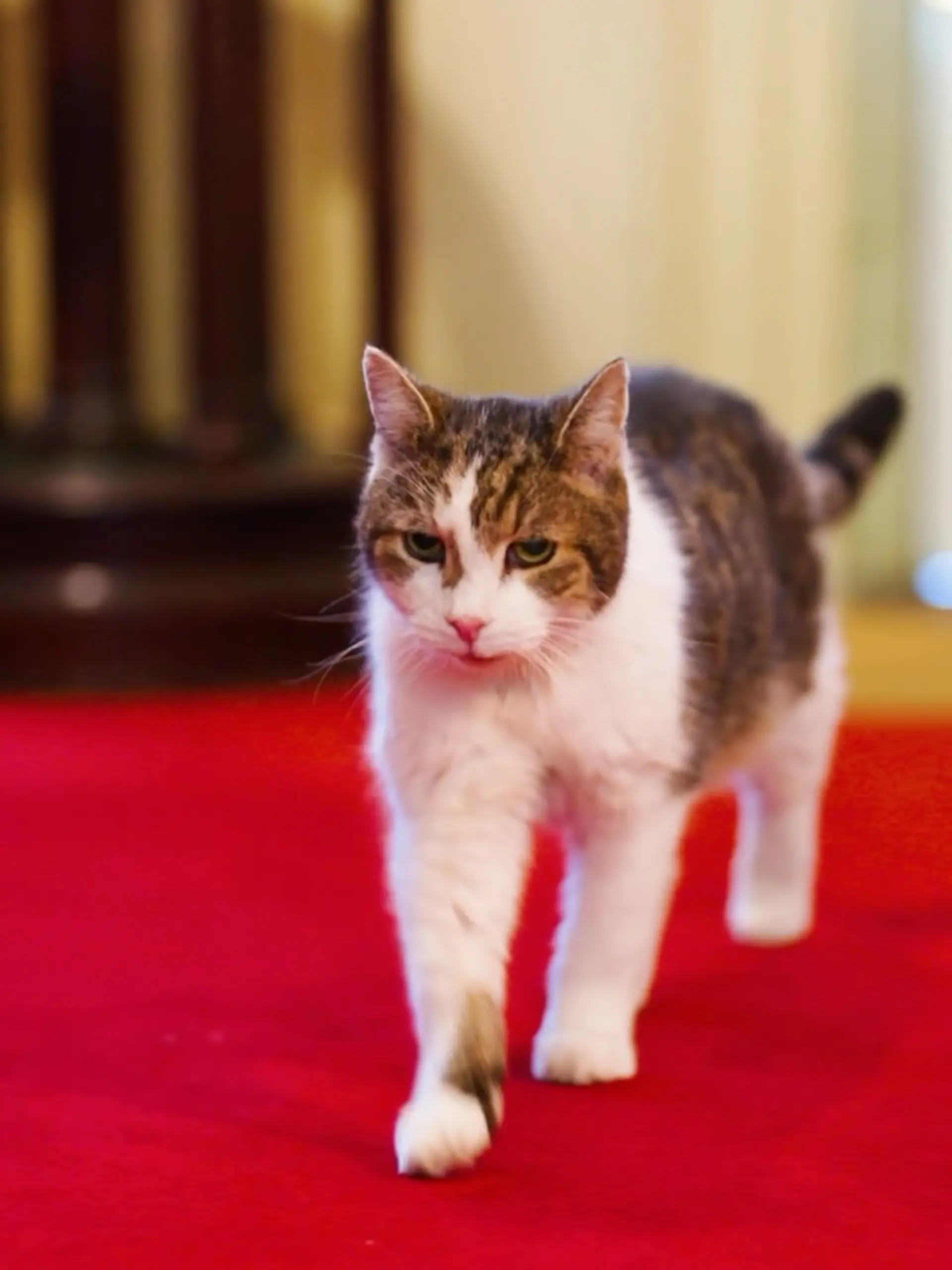 Bild zu: "Kultkater Larry nach OP – jetzt gibt’s Entwarnung!"