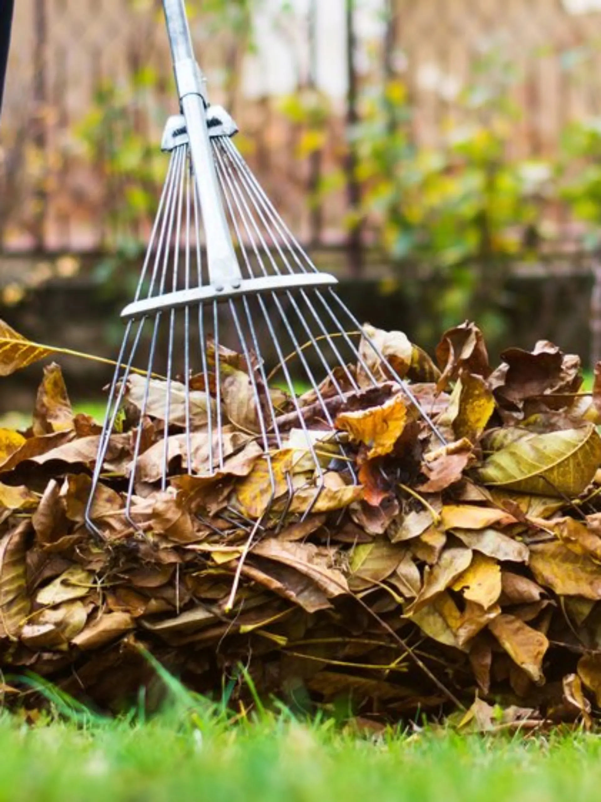 Im Herbst fällt jede Menge Laub an.