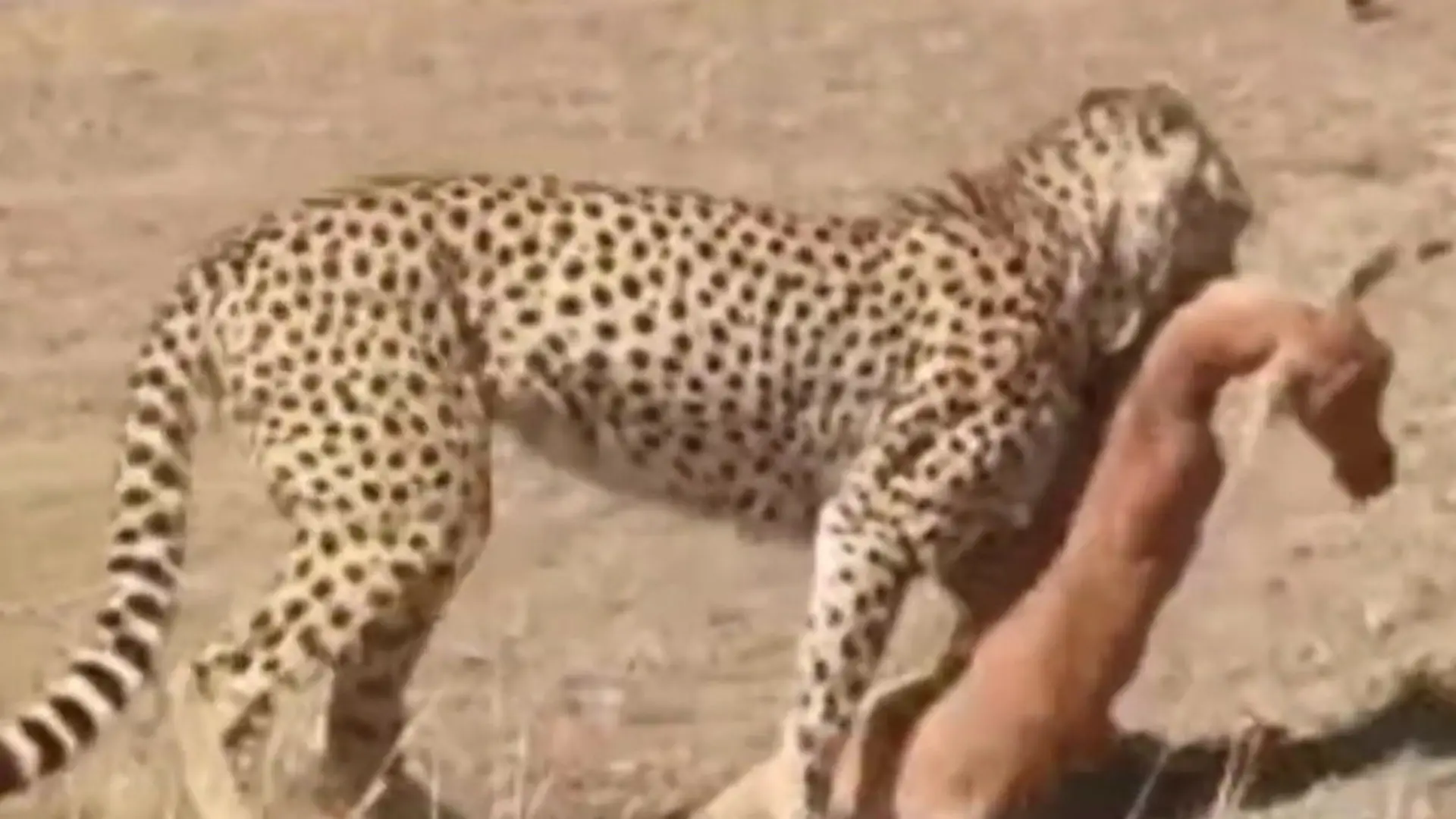 Bild von Gnadenlose Jagd! Gepard erlegt Antilope – dann macht Raubtier DAS mit seiner Beute