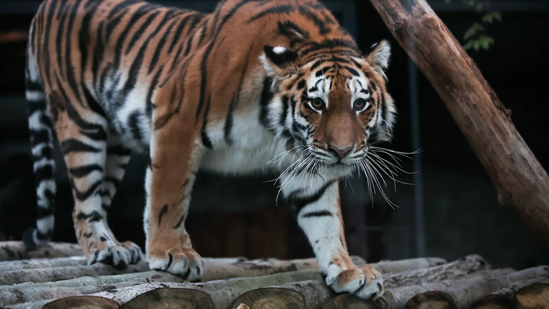 Tiger schleicht sich in seinem Gehege an.