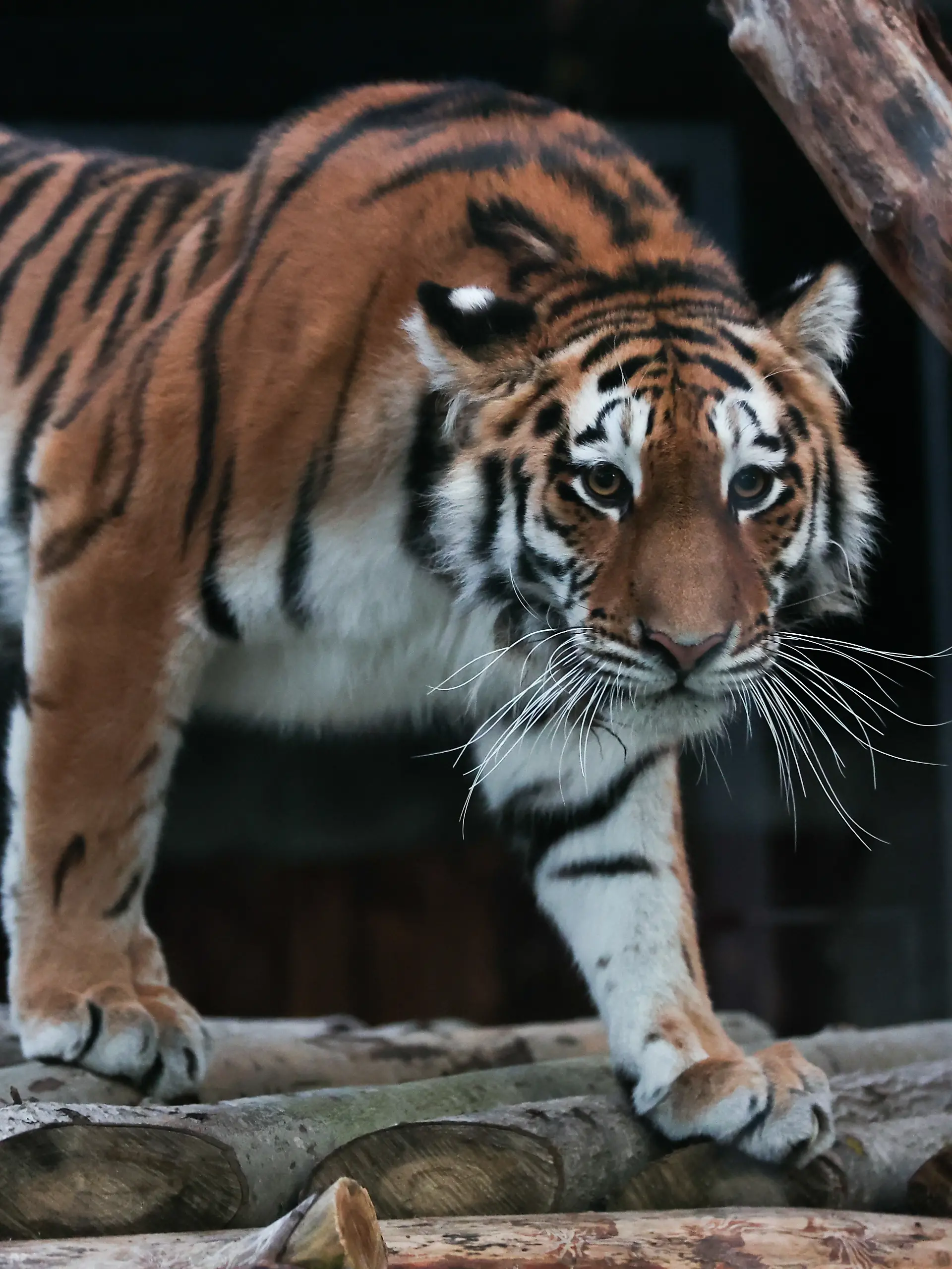 Tiger schleicht sich in seinem Gehege an.