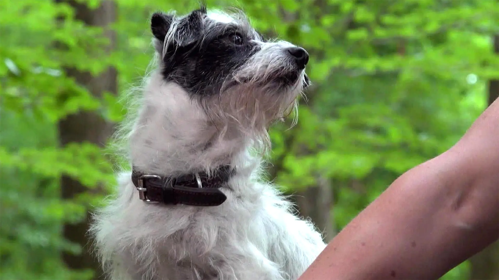 Outdoorsport mit Hund