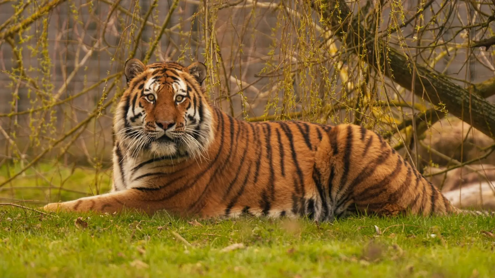 Tiger Altai tötete am Samstag (10. Oktober) einen Zoobesucher, der in das Raubtiergehege geklettert war