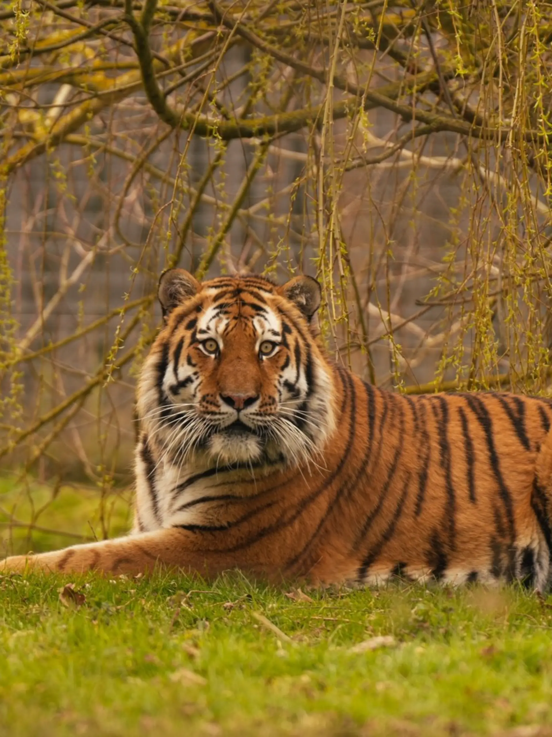 Tiger Altai tötete am Samstag (10. Oktober) einen Zoobesucher, der in das Raubtiergehege geklettert war