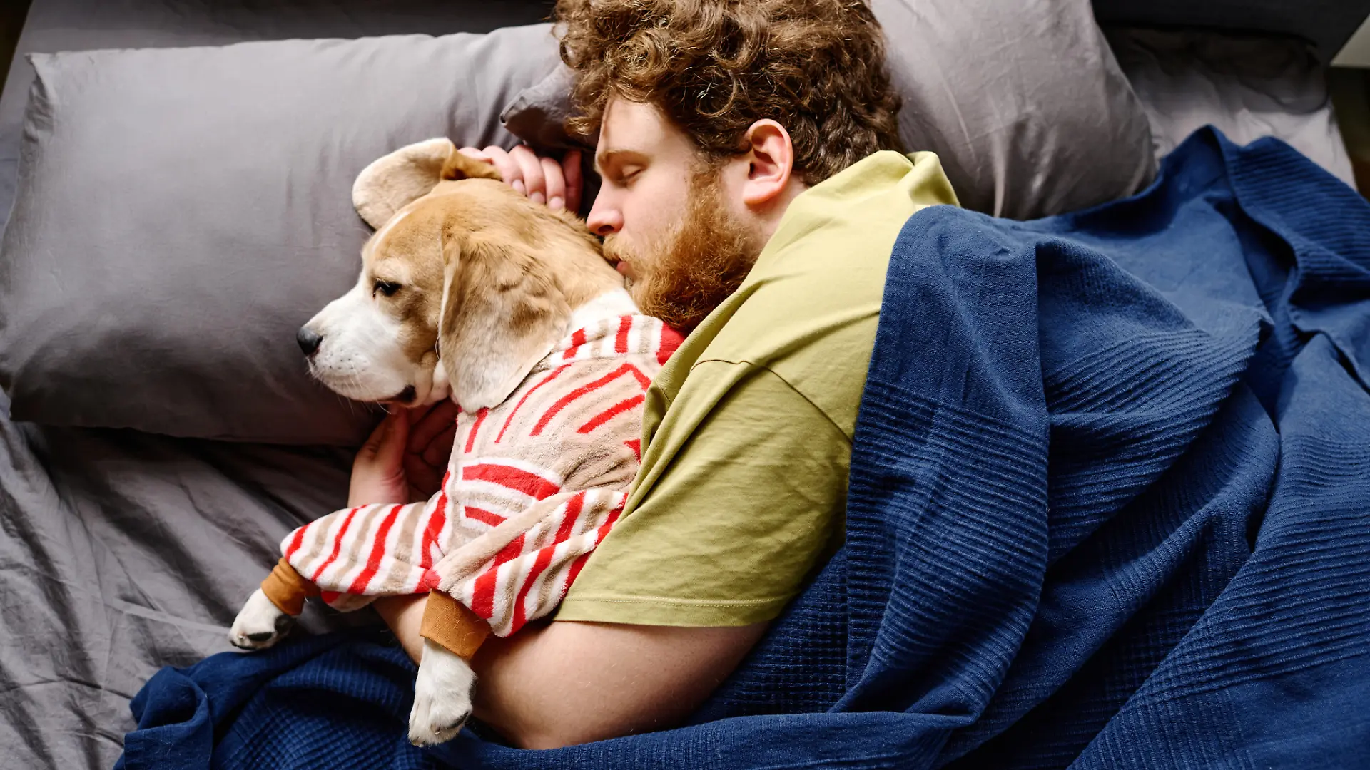 High angle view of bearded young man lying under blanket in bed and cuddling his dog || Modellfreigabe vorhanden