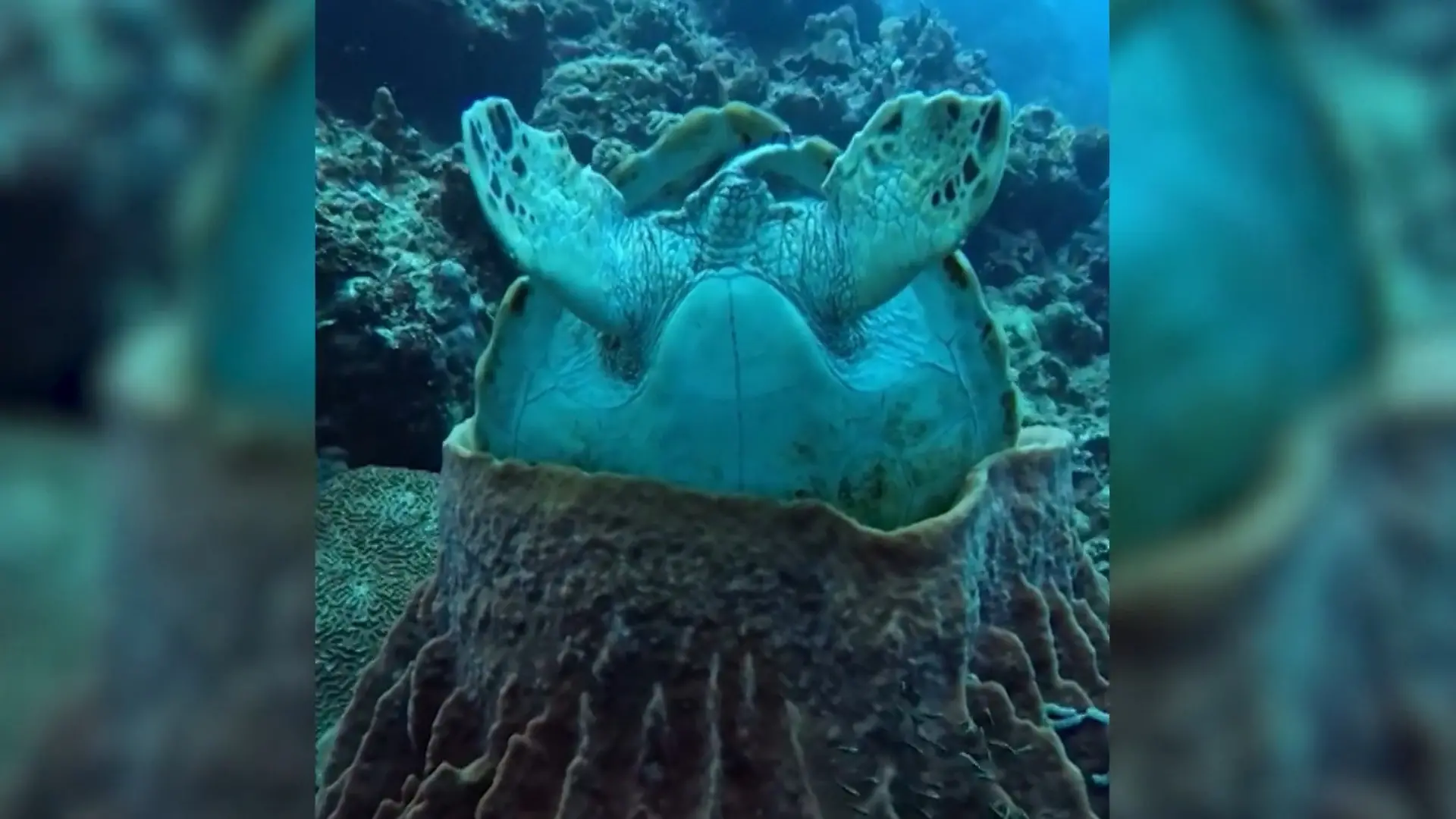 Bild von Weil sie nur so schlafen kann! Schildkröte steckt Kopf HIER rein