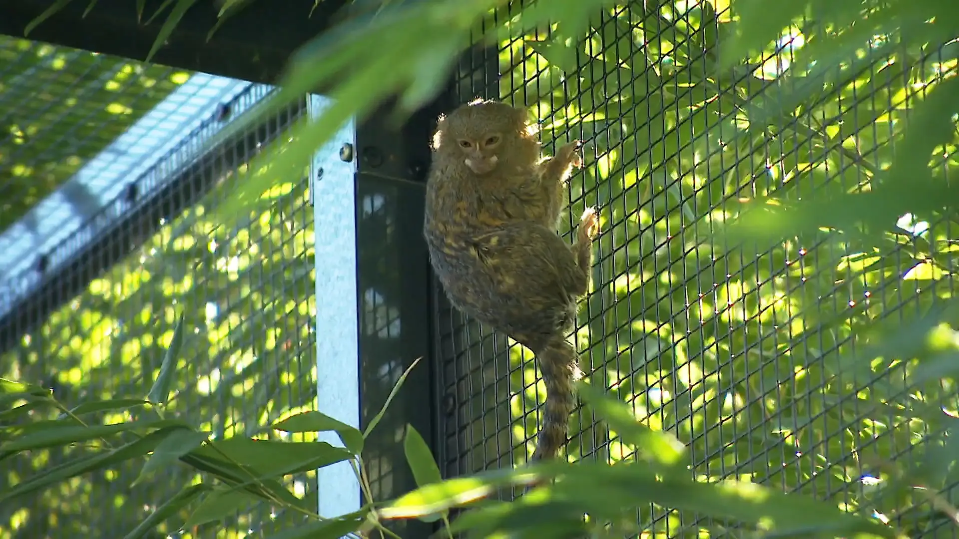 Nachwuchs bei den kleinsten Affen der Welt im Tiergarten Kleve Kleine Äffchen müssen ganz tapfer sein
