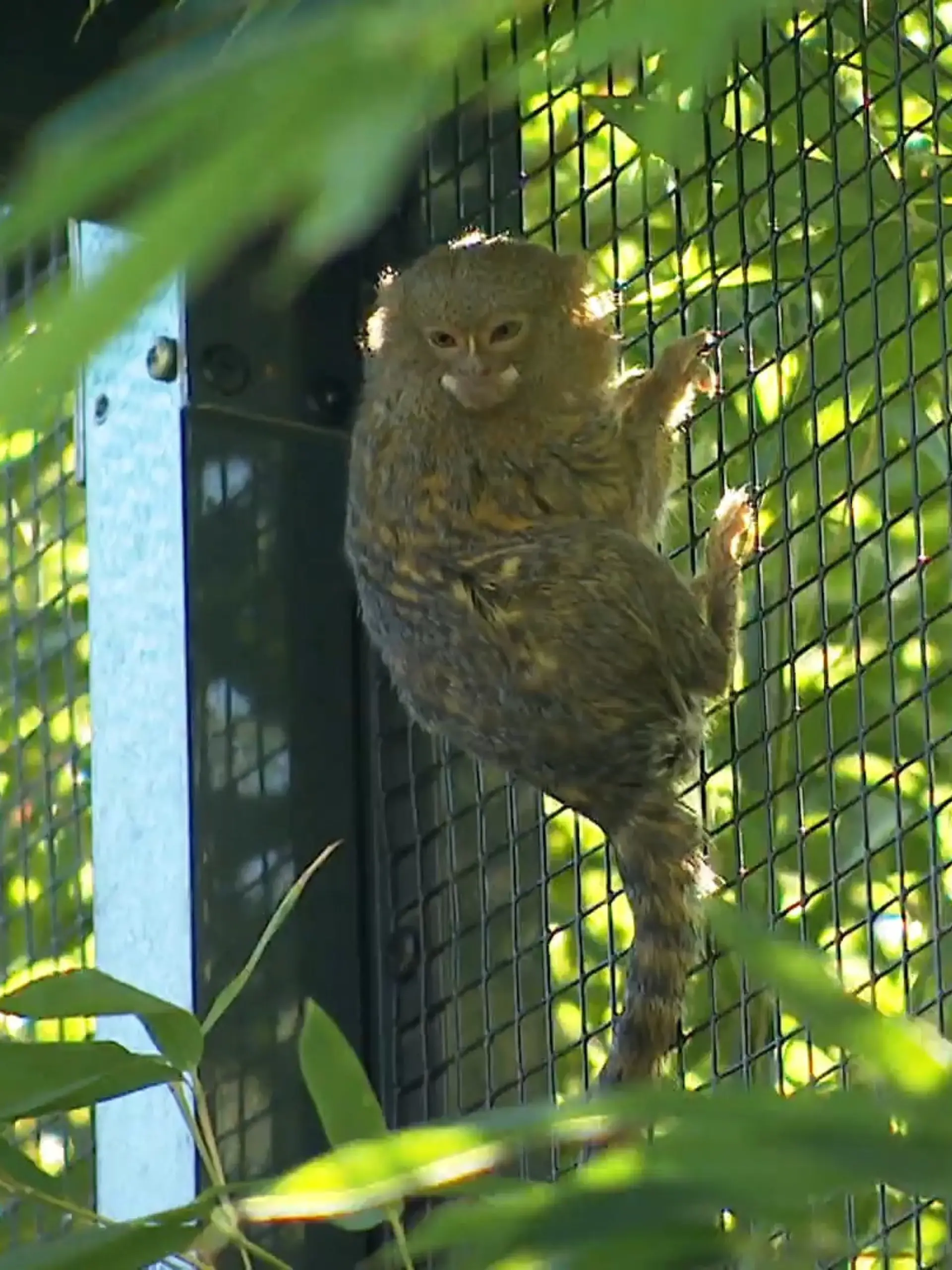 Bild zu: "Nachwuchs bei den kleinsten Affen der Welt im Tiergarten Kleve"
