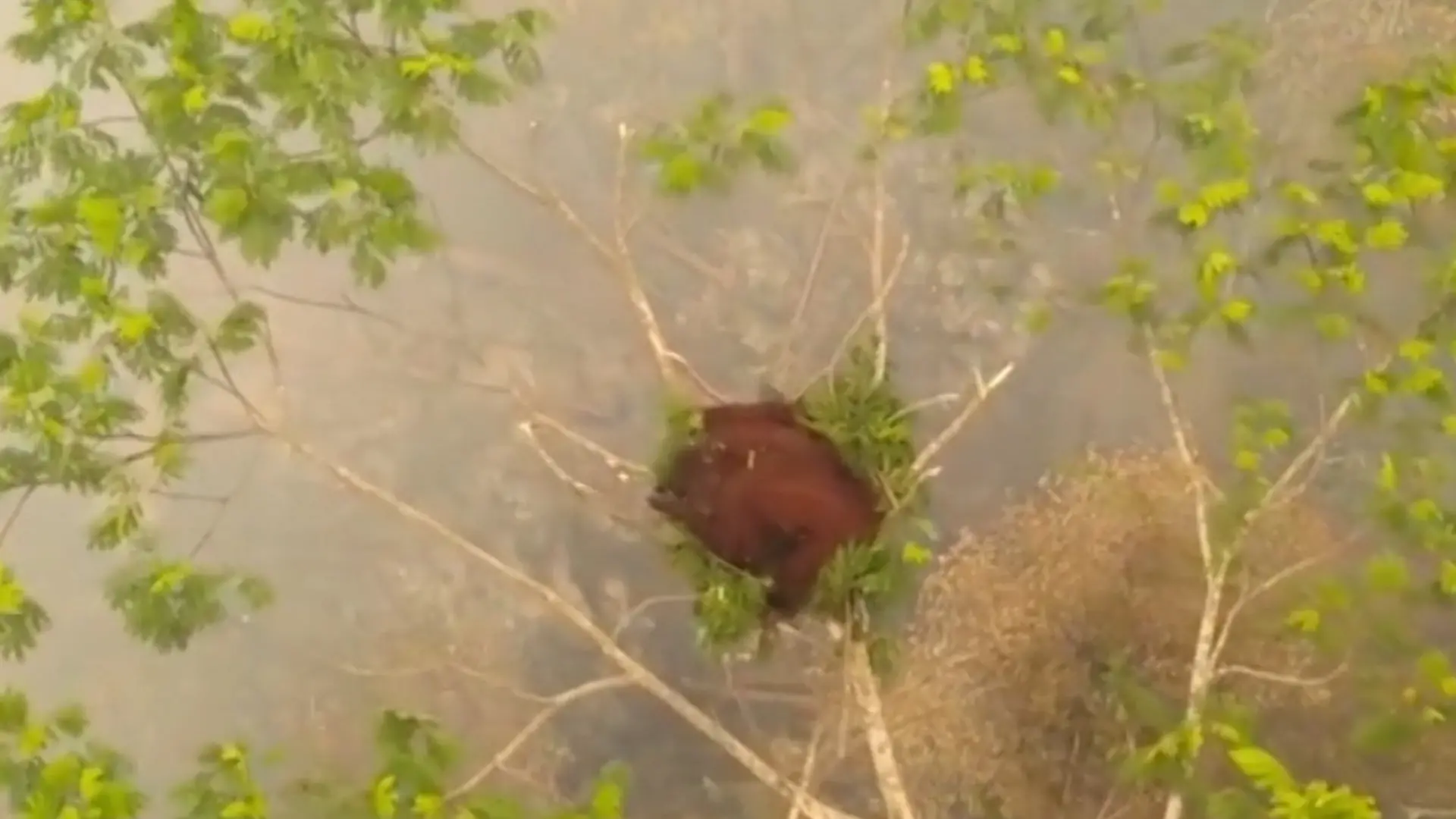 Unter ihr toben die Flammen! Orang-Utan-Mädchen (4) kauert sich in Baumkrone Brände wüten auf Borneo