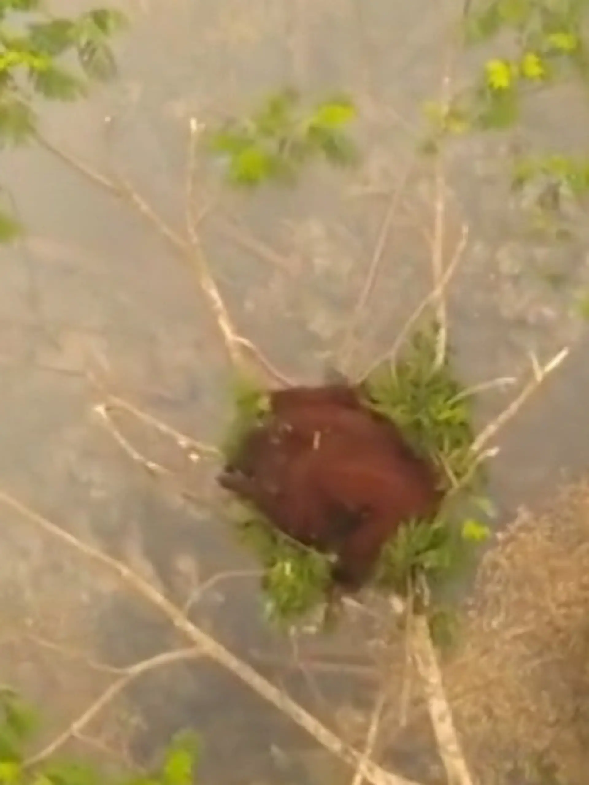 Bild zu: "Unter ihr toben die Flammen! Orang-Utan-Mädchen (4) kauert sich in Baumkrone"