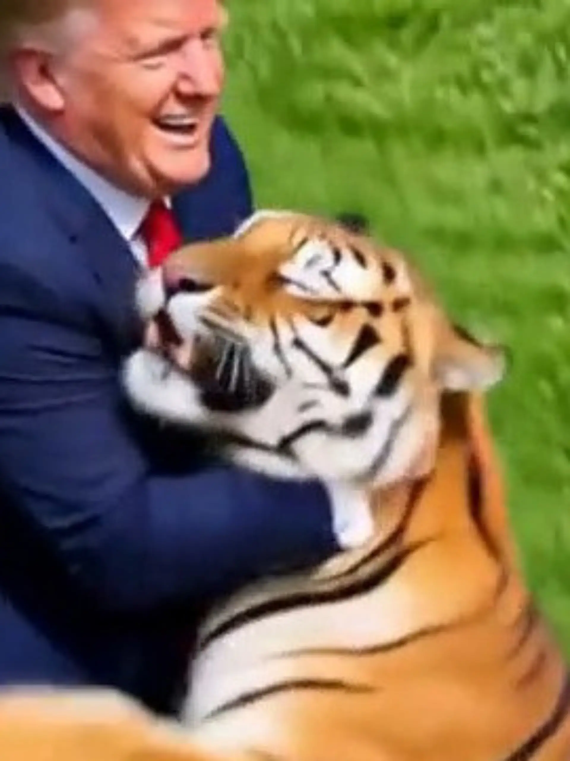 Bild zu: "Nach tödlicher Tiger-Attacke! Donald Trump verhöhnt Opfer-Familie – mit DIESEM Video"
