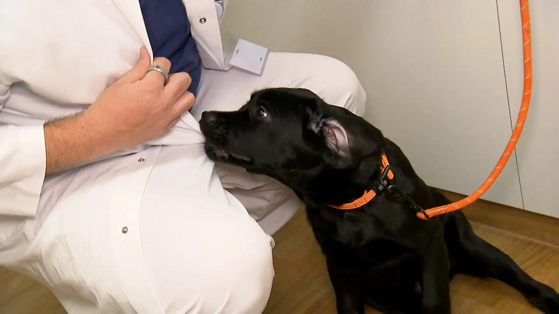 Hund auf der Palliativstation Tierischer Therapeut