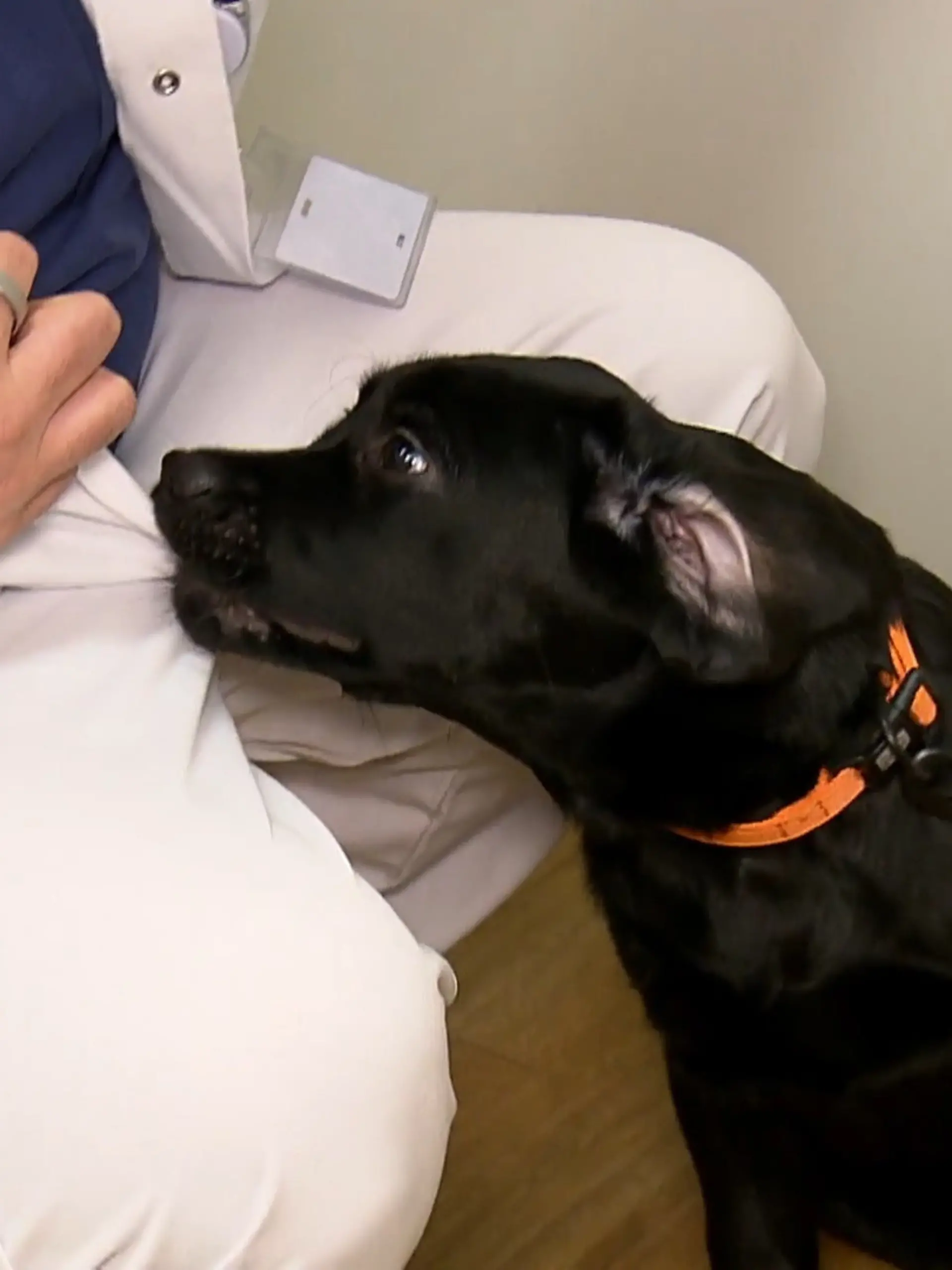 Bild zu: "Hund auf der Palliativstation"