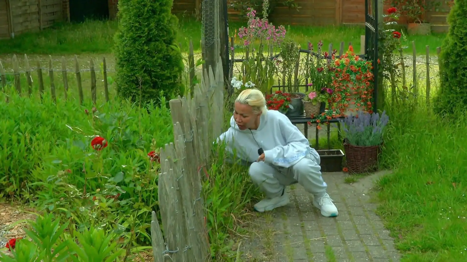 Ginger versteckt den Tabak Unruhe im Sommerhaus