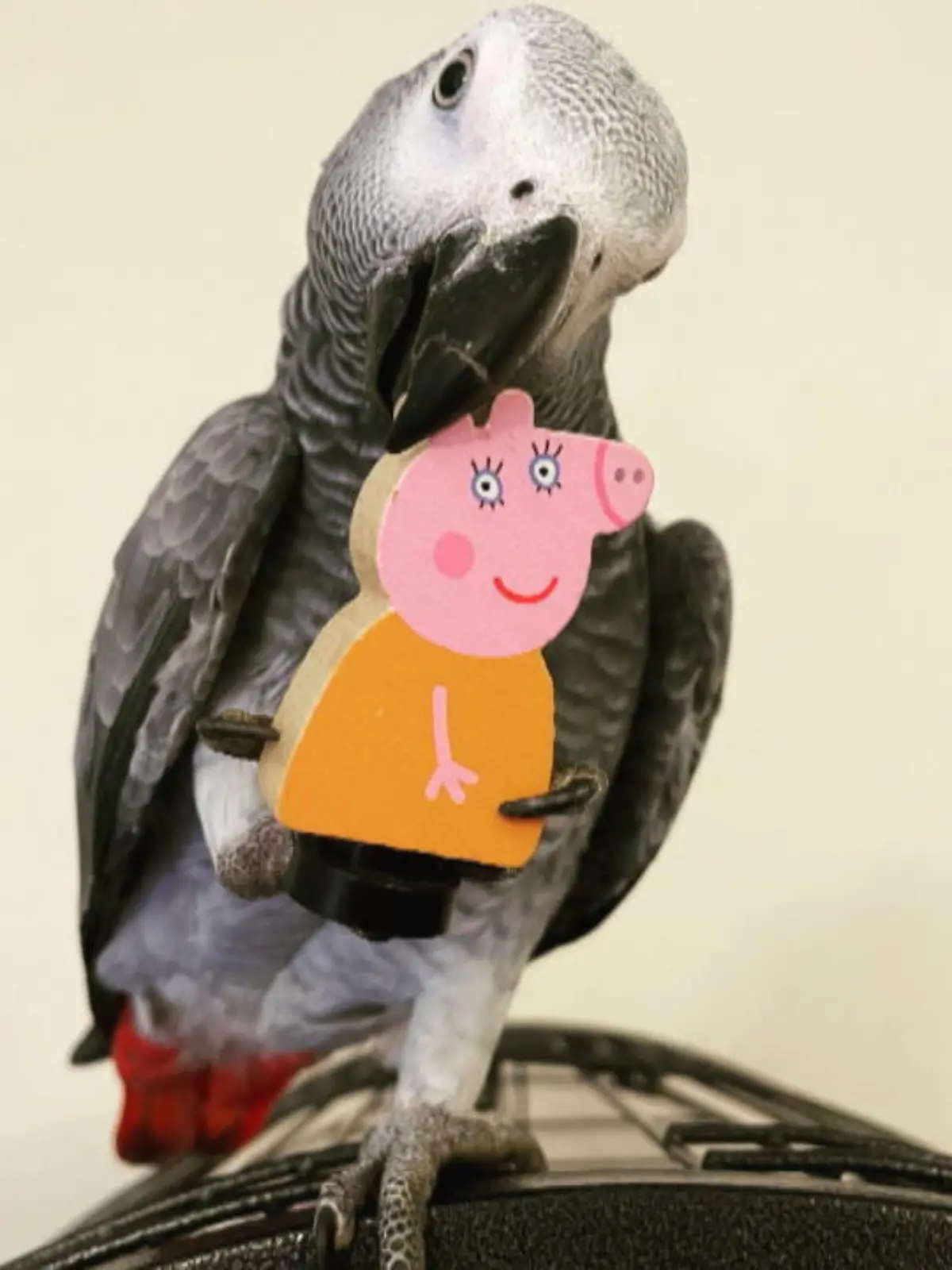 Bild zu: "Kleiner "Peppa Wutz"-Fan   "