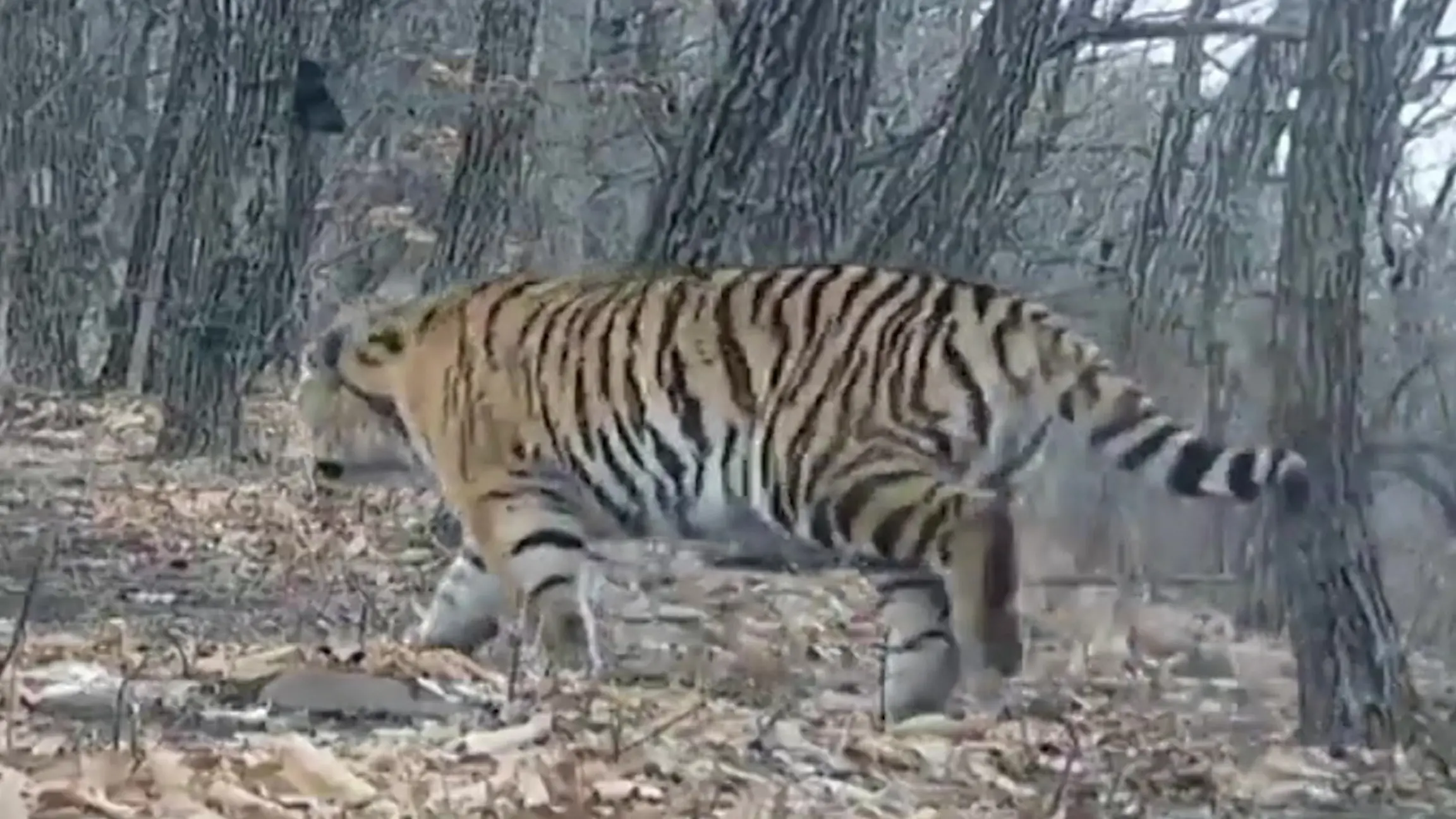 Kurzer Schwanz begeistert! Diese seltene Tiger-Dame ist eine echte Sensation Zum ersten Mal gesichtet