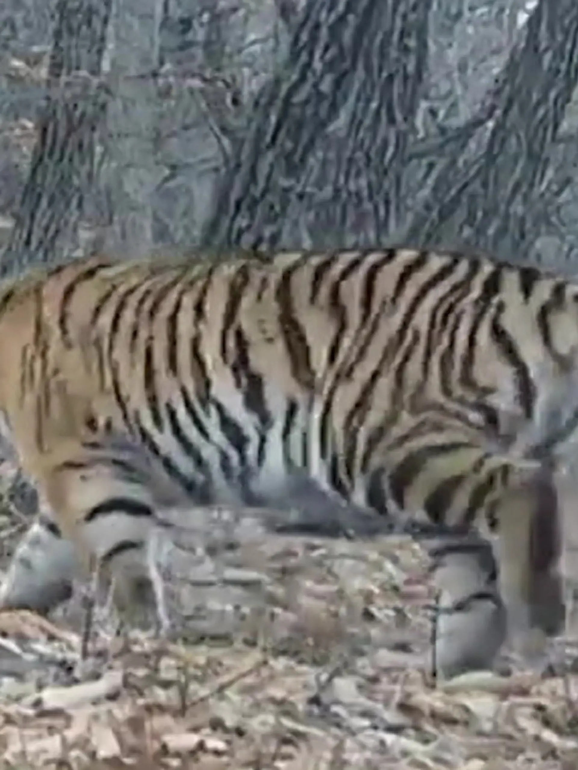Bild zu: "Kurzer Schwanz begeistert! Diese seltene Tiger-Dame ist eine echte Sensation"