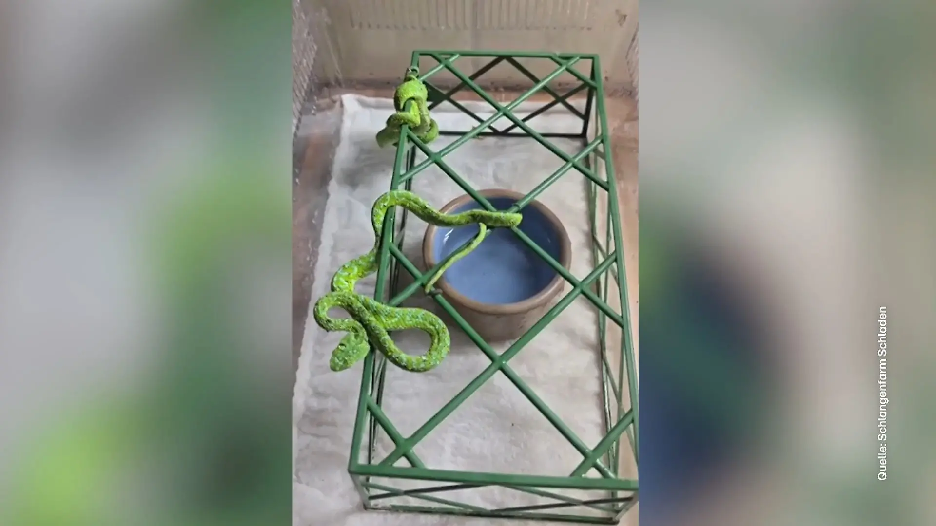Rekordfund am Flughafen Köln/Bonn 92 Reptilien im Koffer entdeckt