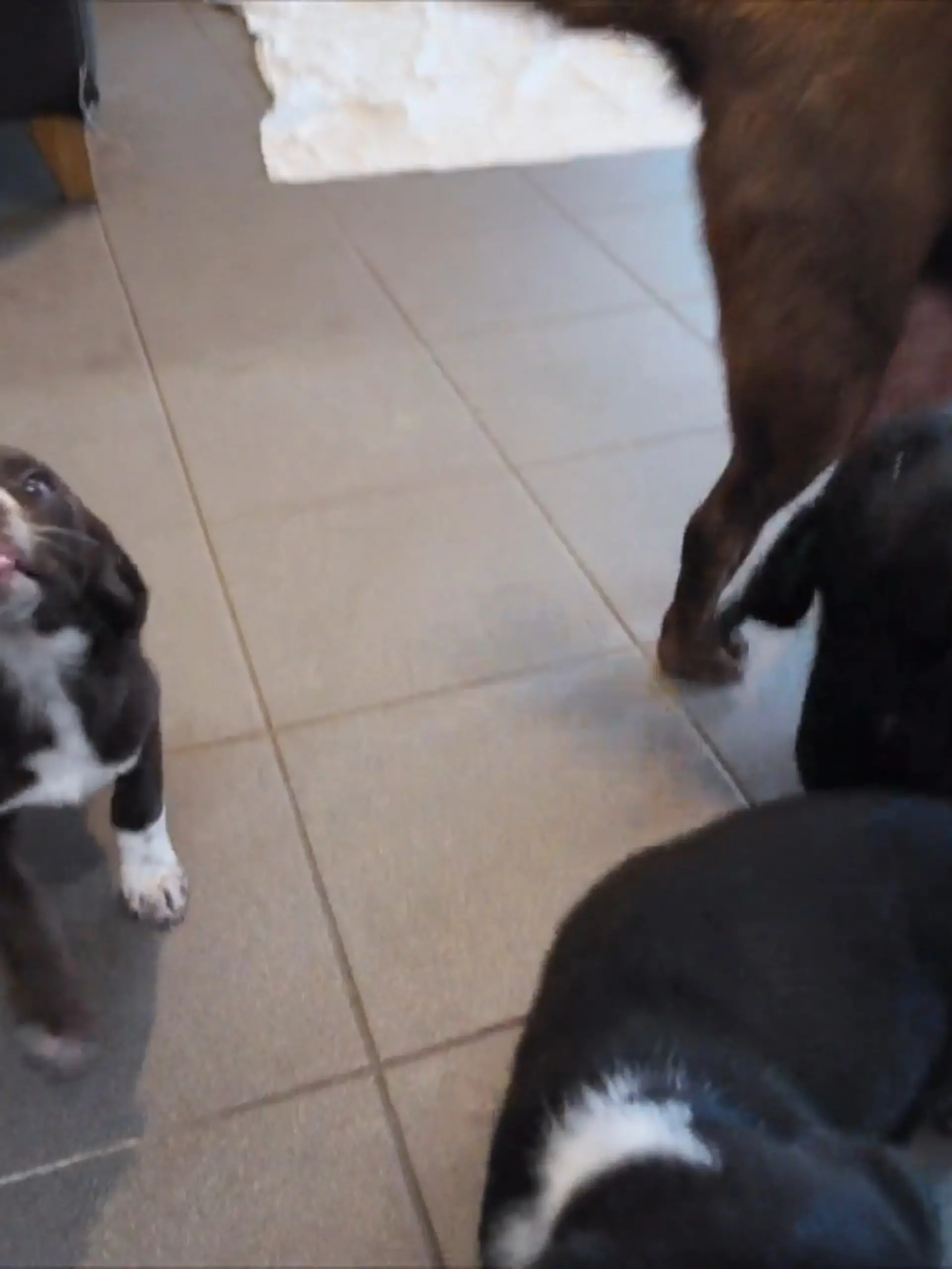 Bild zu: "Für einen kleinen Münsteraner-Labrador beginnt ein neues Kapitel"
