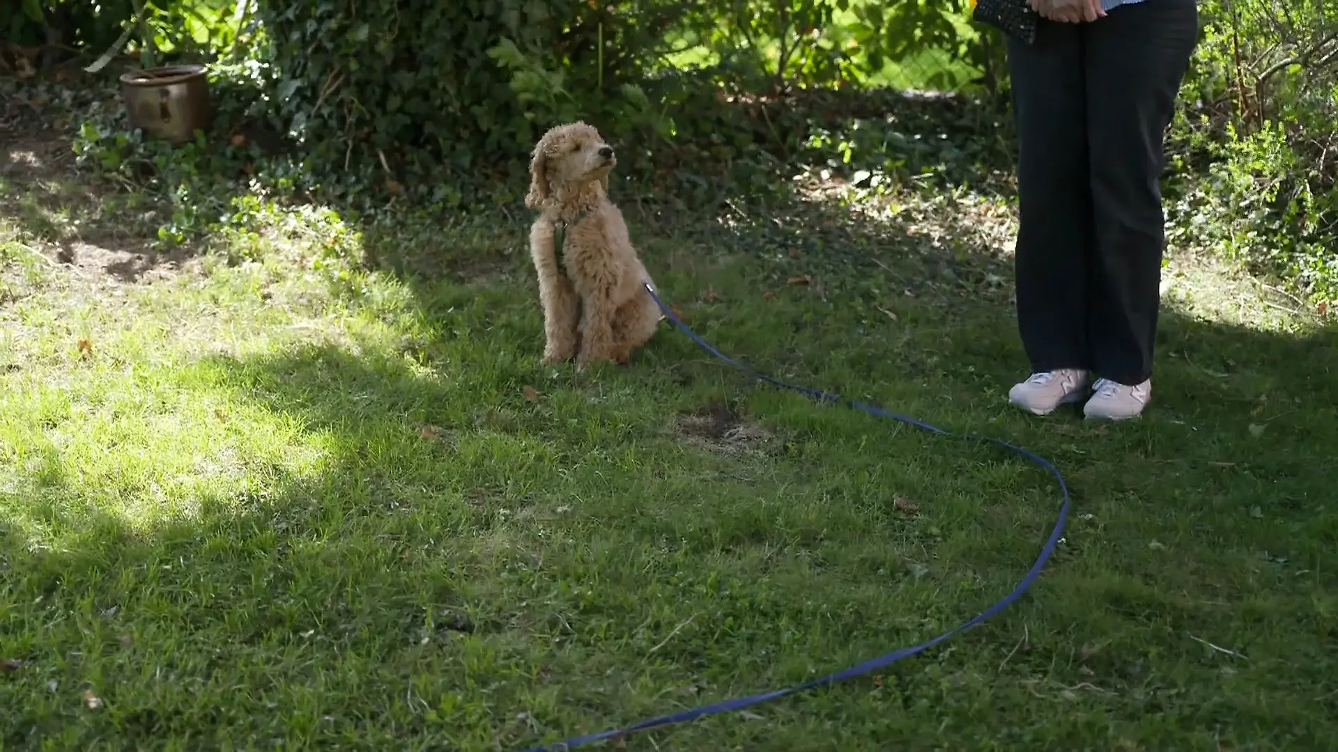 Vom frechen Großpudel zum Bürohund ist es noch ein weiter Weg Kassius nimmt keinen ernst