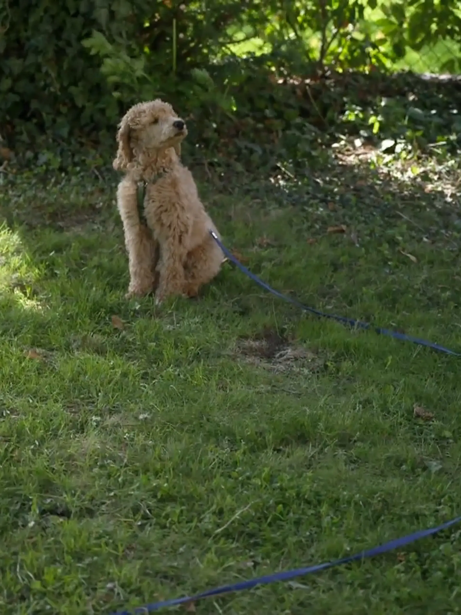 Bild zu: "Vom frechen Großpudel zum Bürohund ist es noch ein weiter Weg"