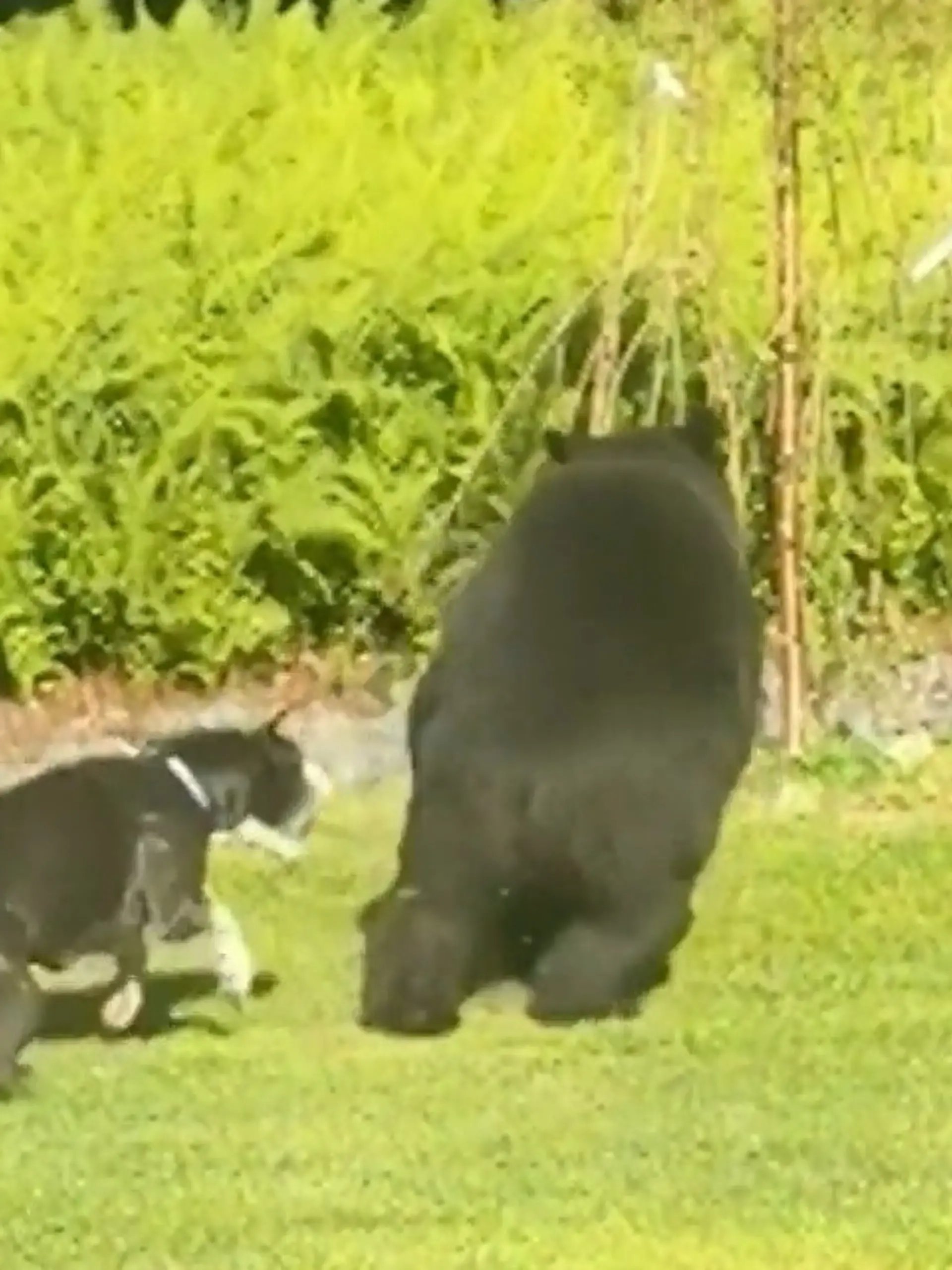 Bild zu: "Bären dringen in Garten von Familie ein – dann greift Boxer Bruno an!"