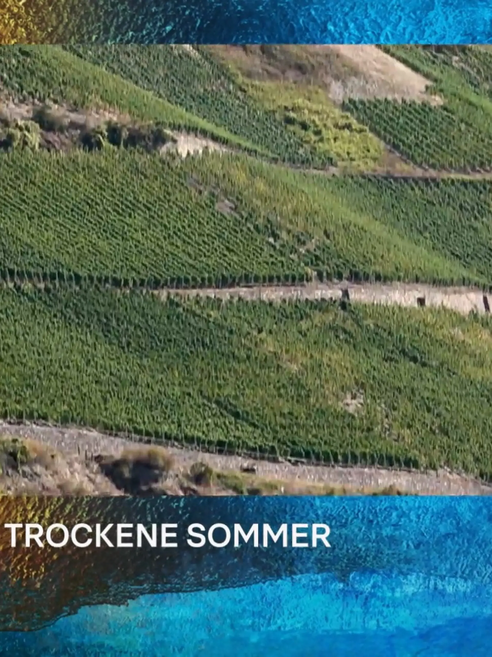 Bild zu: "Kleinste Weinernte seit 2010 wegen Dürre"
