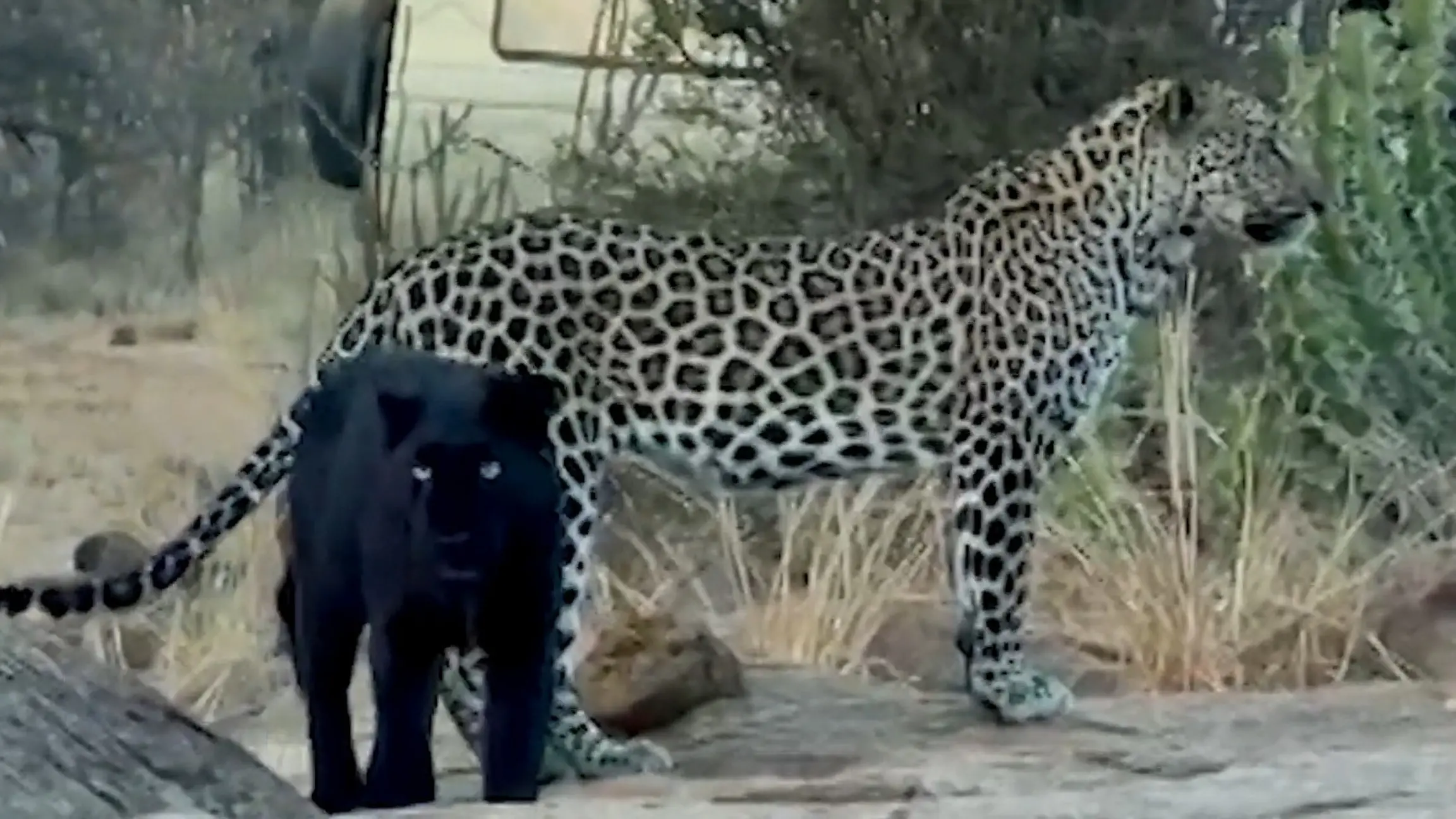 Schwarze Leopardin sorgt für Sensation – doch ihr Sohn sieht GANZ anders aus! Von wegen wie die Mama!