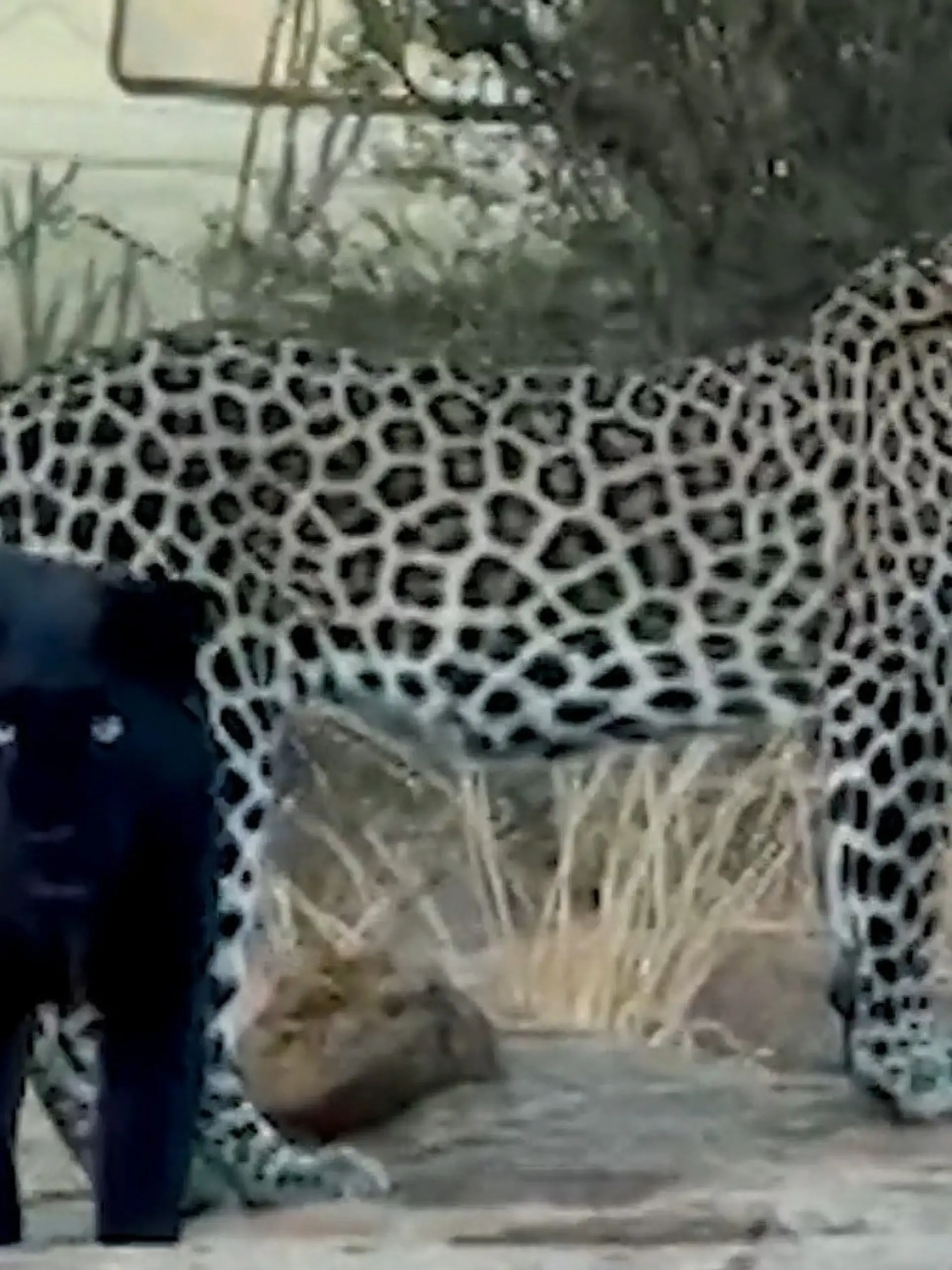 Bild zu: "Schwarze Leopardin sorgt für Sensation – doch ihr Sohn sieht GANZ anders aus!"