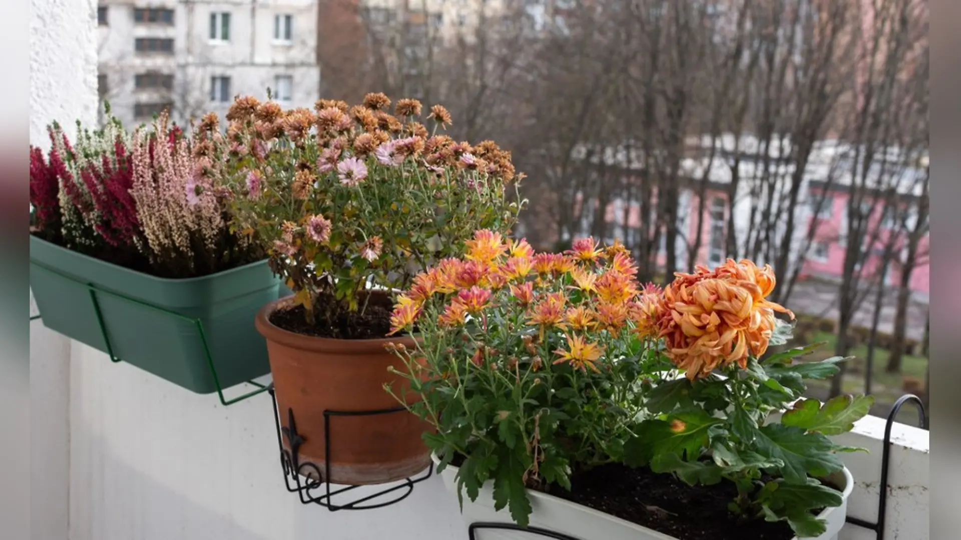 Vor dem ersten Frost sollte man auf dem Balkon einiges erledigen.