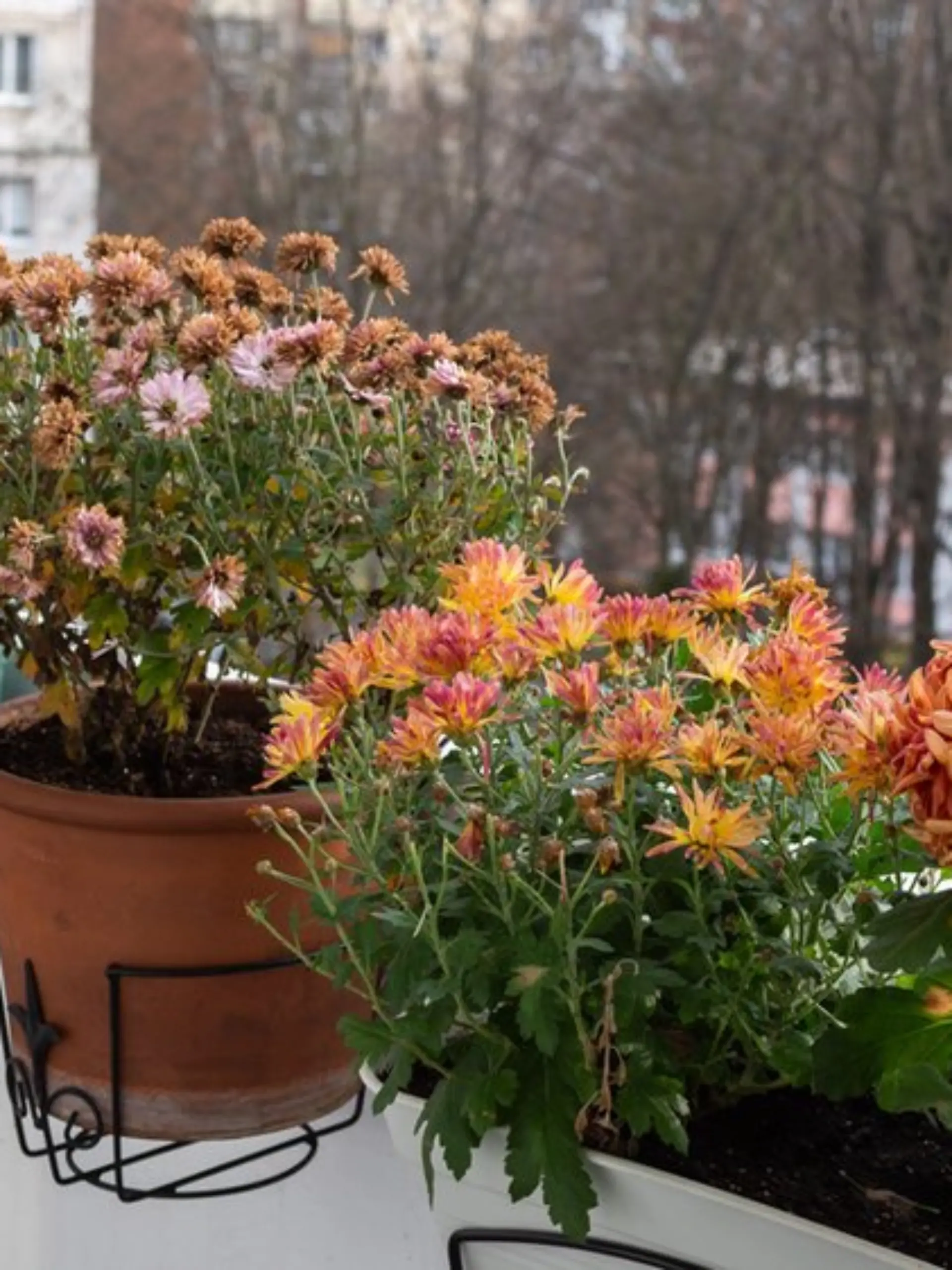 Vor dem ersten Frost sollte man auf dem Balkon einiges erledigen.