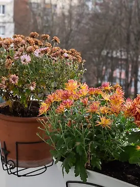 Vor dem ersten Frost sollte man auf dem Balkon einiges erledigen.