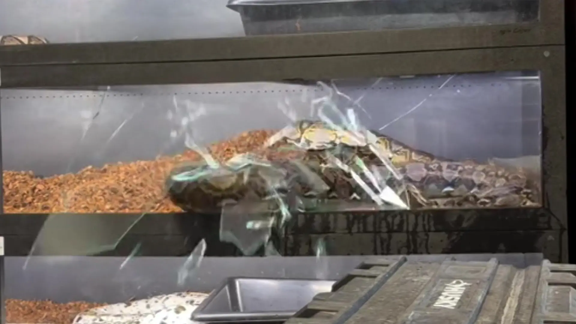 Riesen-Python sprengt Glasscheibe – direkt vor Schlangenzüchter! Erst Einzug, dann Ausbruch