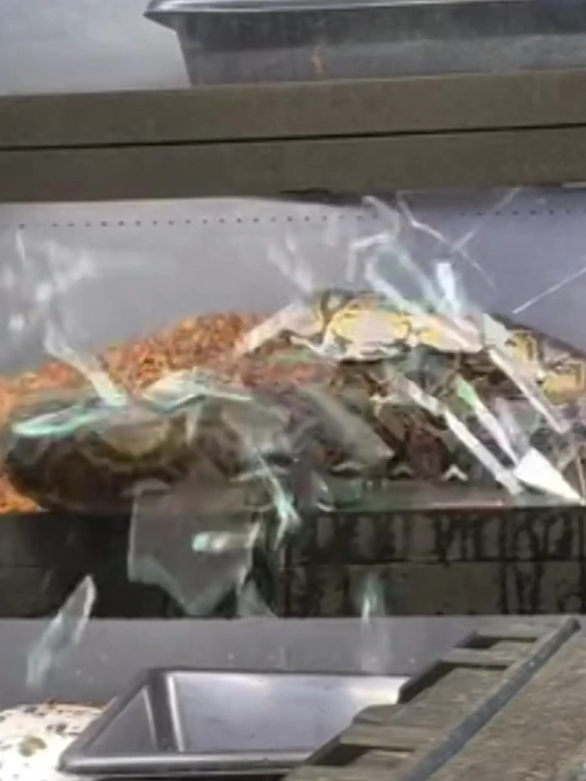 Bild zu: "Riesen-Python sprengt Glasscheibe – direkt vor Schlangenzüchter!"