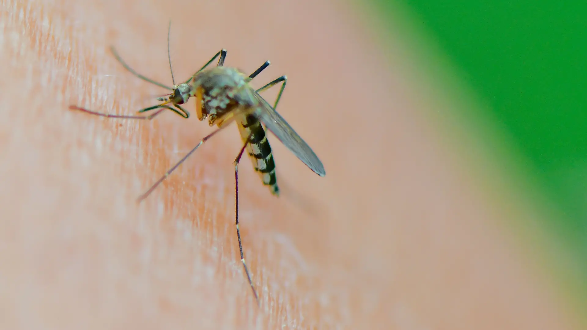 Lästige Blutsauger: Auch im Oktober sind Stechmücken vielerorts noch aktiv. Erst sinkende Temperaturen sorgen für ein Ende.